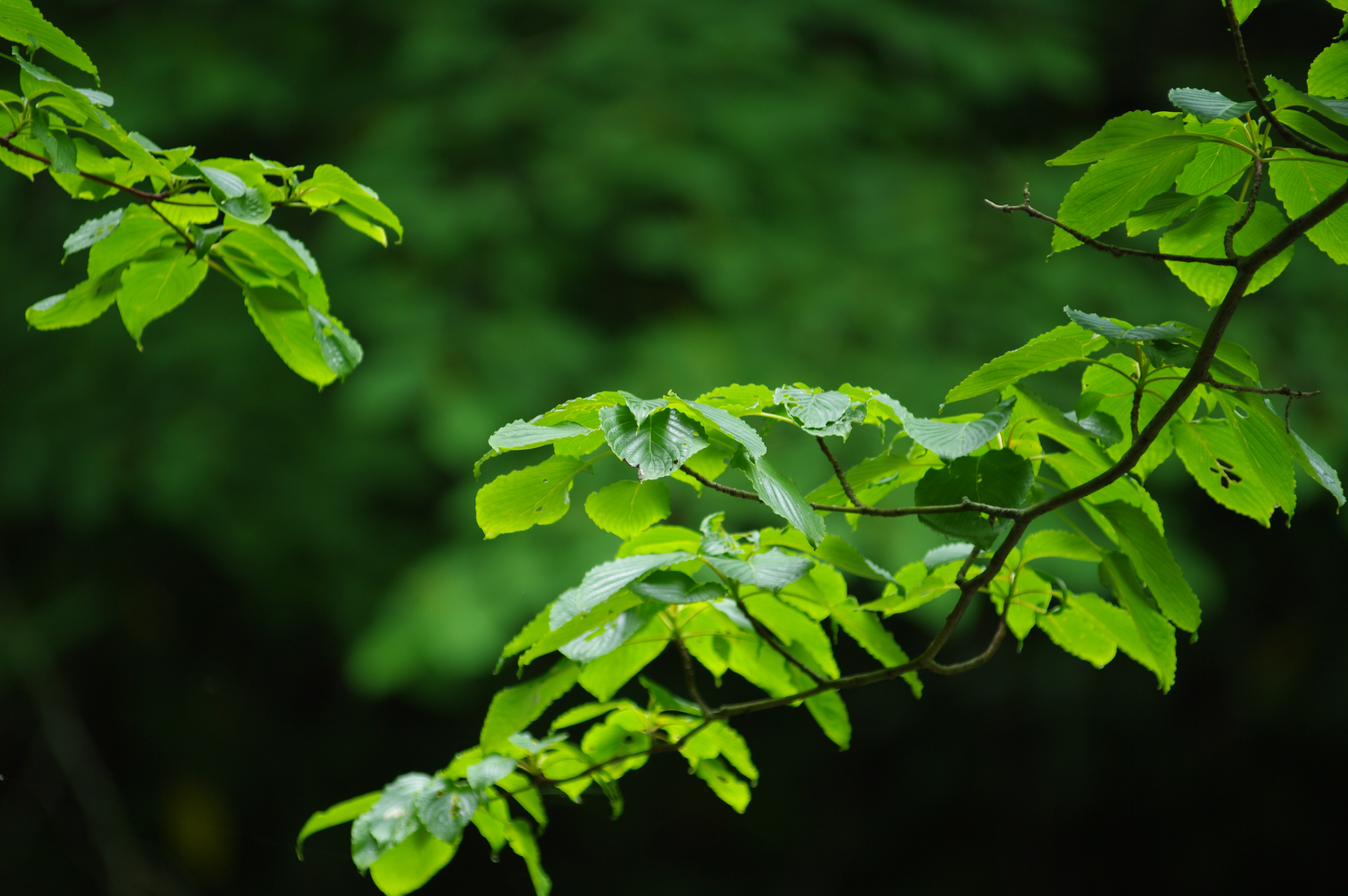 <b>K-7 / FA★ 80-200mm F2.8 ED IF / 約7.2MB / 4,672×3,104 / 1/100秒 / F2.8 / 0EV / ISO160 / WB:オート / 200mm（β機で撮影）</b>