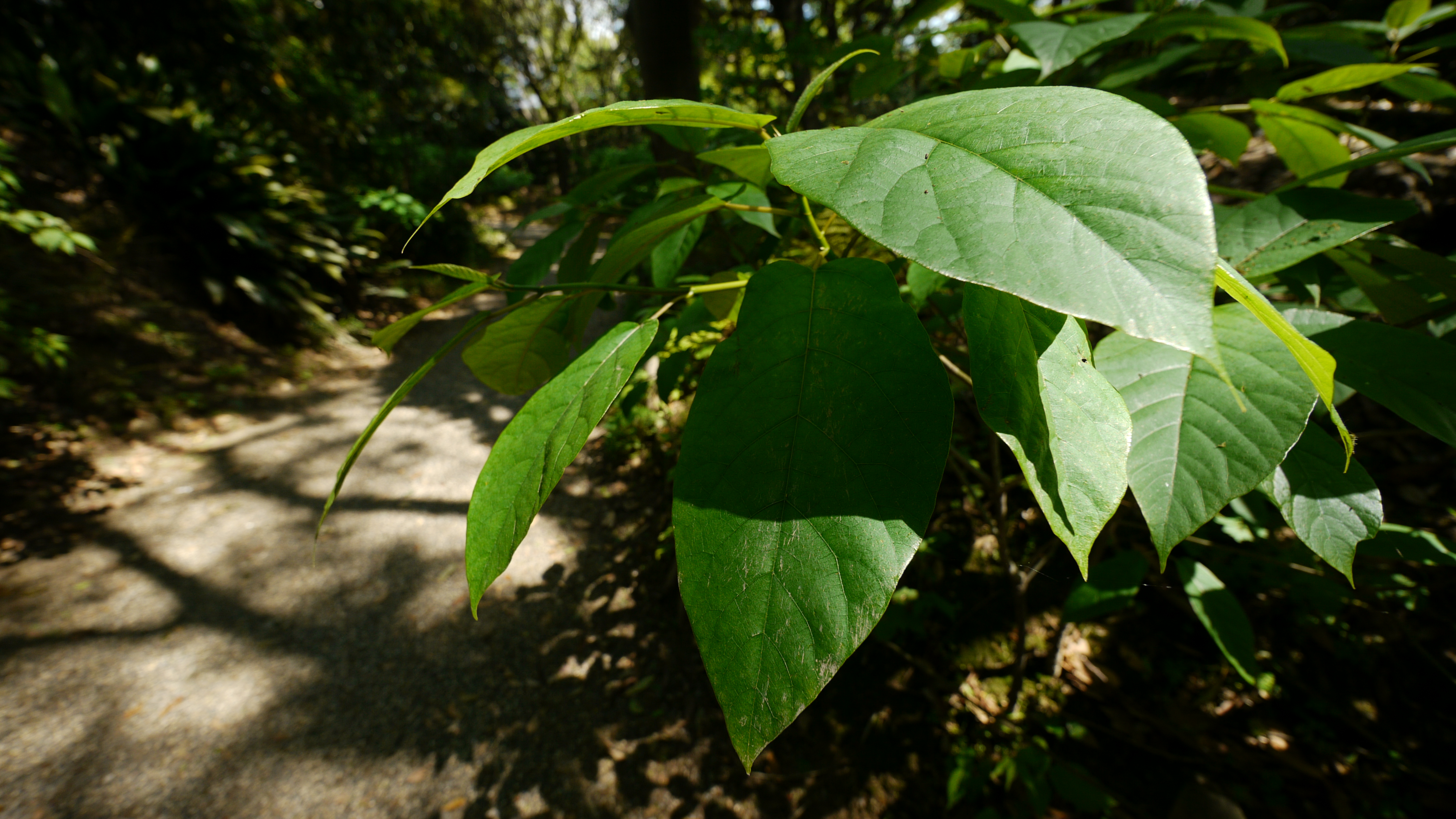 <b>DMC-GH1 / LUMIX G VARIO 7-14mm F4 ASPH. / 4,352×2,448 / 1/200秒 / F4 / -0.7EV / ISO100 / 絞り優先AE / WB:オート / 7mm / フィルムモード：ネイチャー</b>