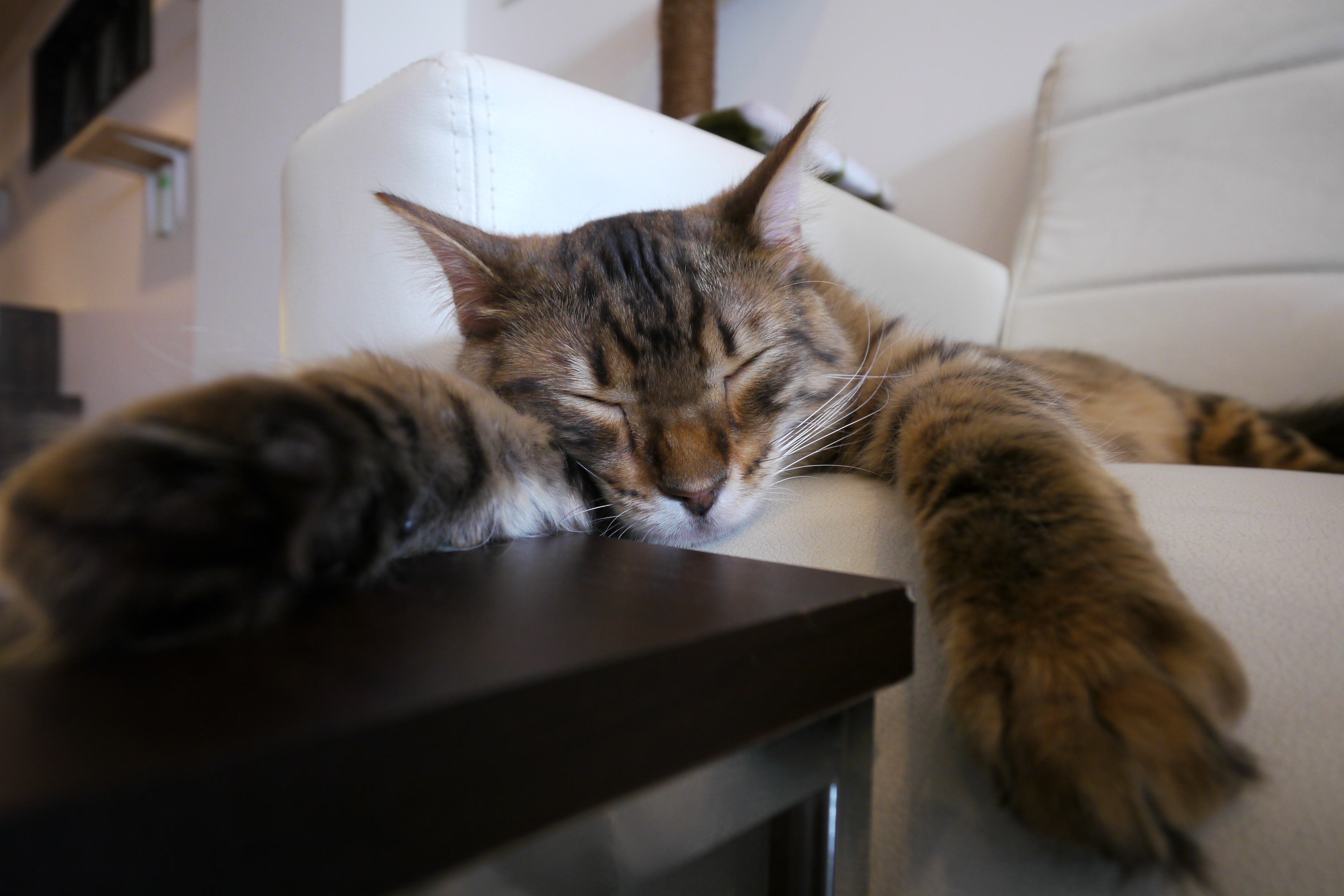 <b>DMC-GH1 / LUMIX G VARIO 7-14mm F4 ASPH. / 4,128×2,752 / 1/30秒 / F4 / 0EV / ISO400 / プログラムAE / WB:オート / 11mm / フィルムモード：スタンダード</b>