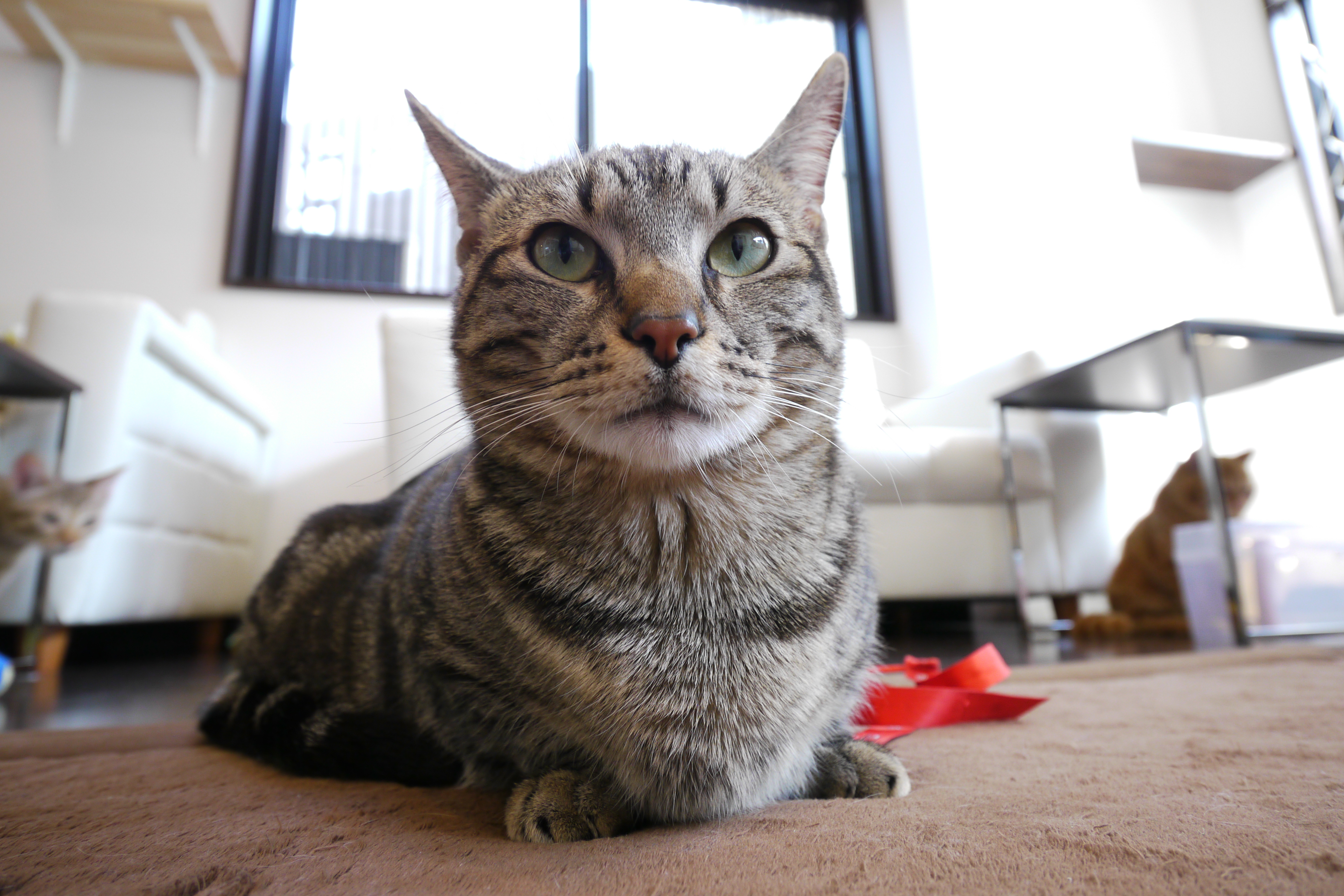 <b>DMC-GH1 / LUMIX G VARIO 7-14mm F4 ASPH. / 4,128×2,752 / 1/30秒 / F4 / 0EV / ISO320 / プログラムAE / WB:オート / 10mm / フィルムモード：スタンダード</b>