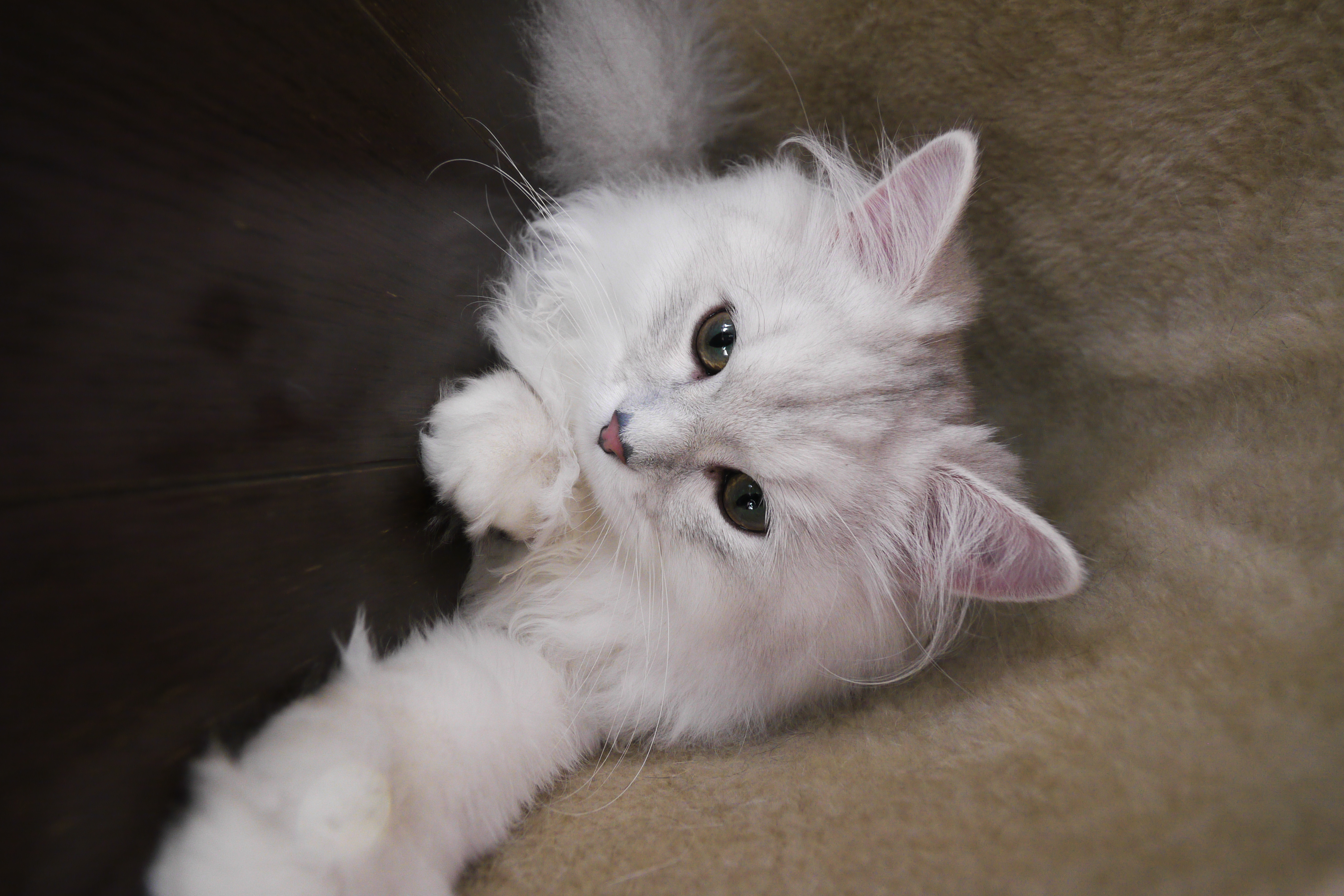 <b>DMC-GH1 / LUMIX G VARIO 7-14mm F4 ASPH. / 2,752×4,128 / 1/60秒 / F4 / 0EV / ISO800 / プログラムAE / WB:オート / 9mm / フィルムモード：バイブラント</b>