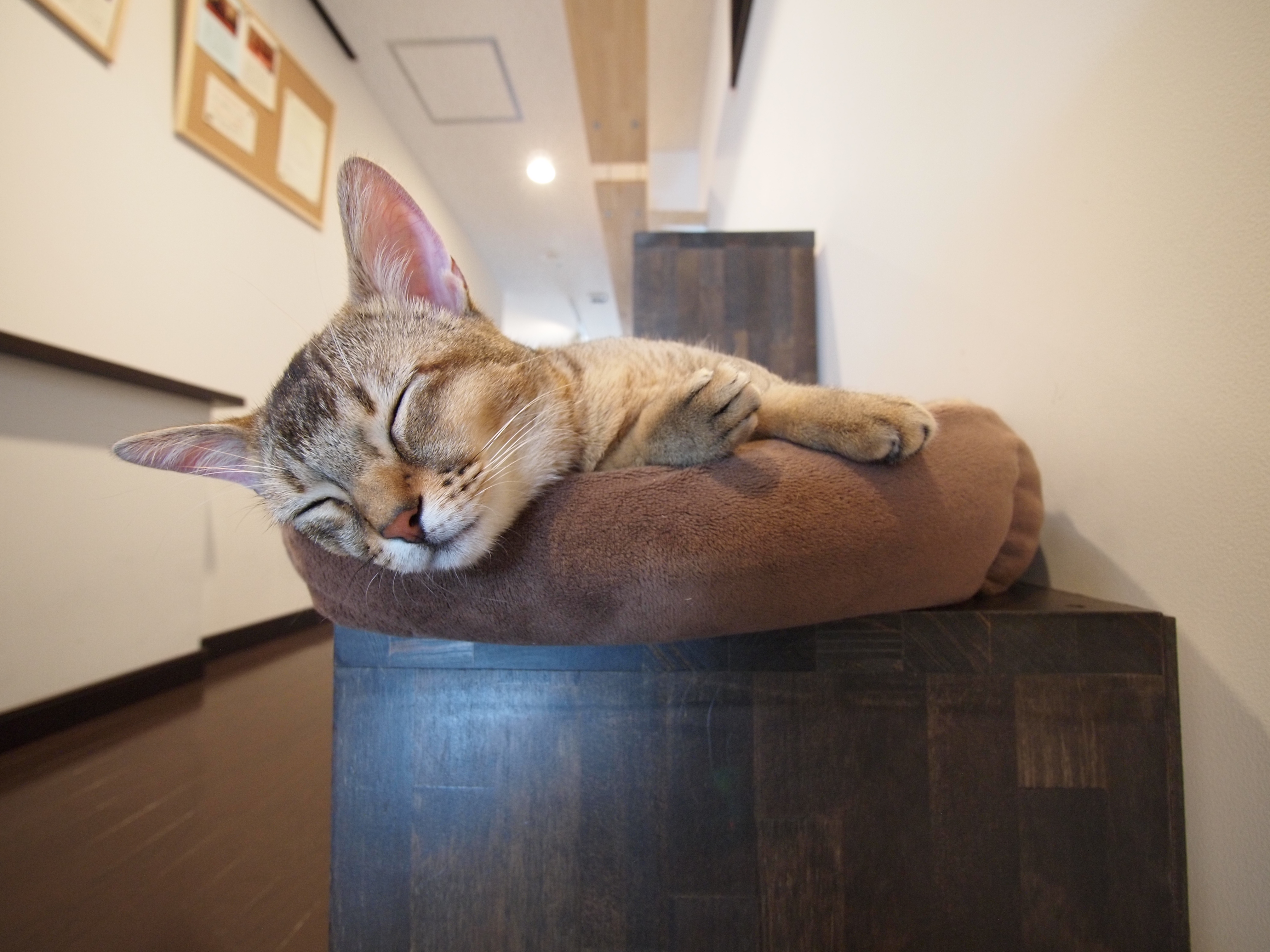 <b>E-P1 / LUMIX G VARIO 7-14mm F4 ASPH. / 4,032×3,024 / 1/10秒 / F4 / +0.3EV / ISO800 / プログラムAE / WB:オート / 7mm / 仕上がり：NATURAL</b>