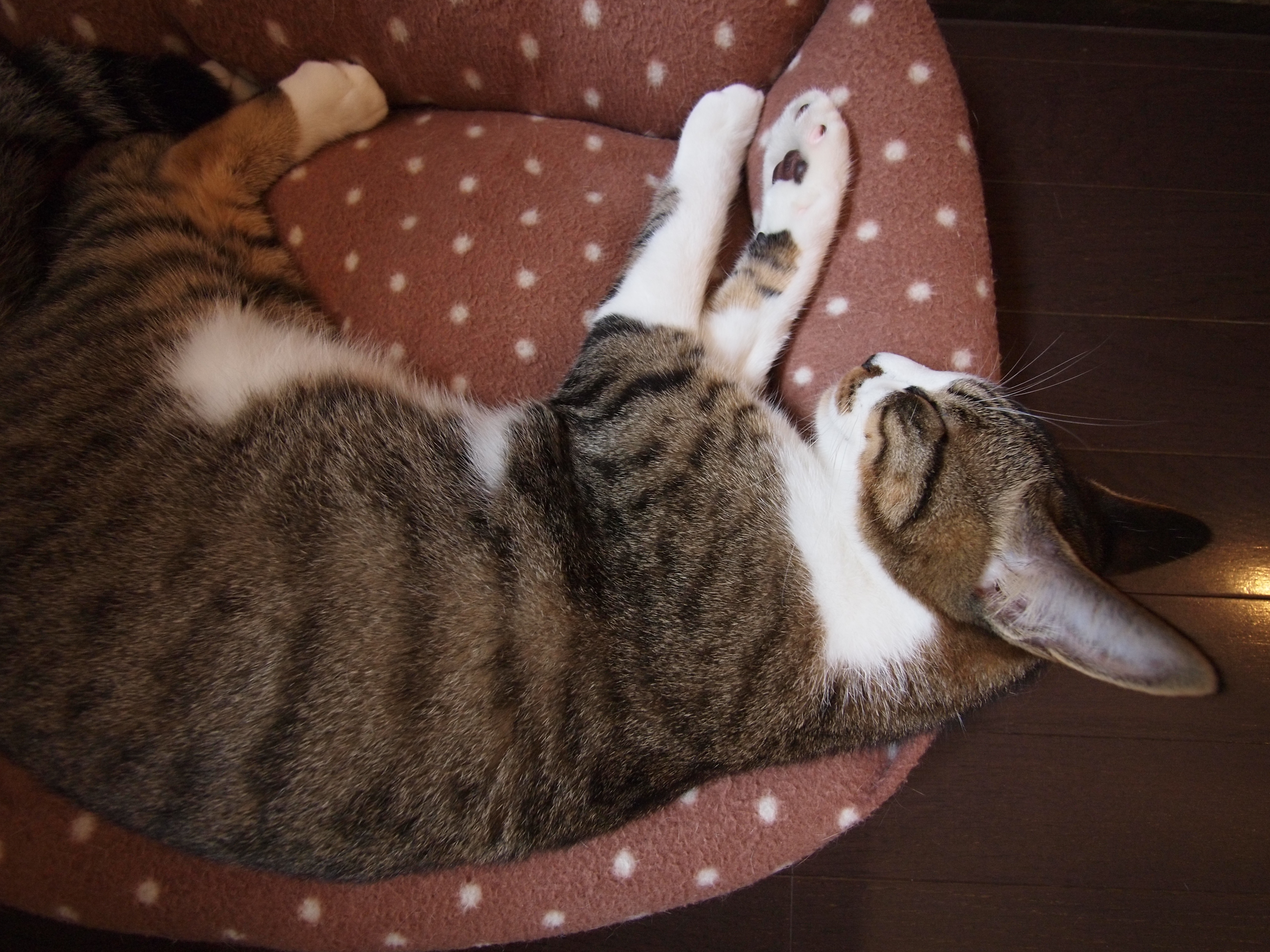 <b>E-P1 / LUMIX G VARIO 7-14mm F4 ASPH. / 4,032×3,024 / 1/30秒 / F4 / -0.7EV / ISO800 / プログラムAE / WB:オート / 7mm / 仕上がり：NATURAL</b>