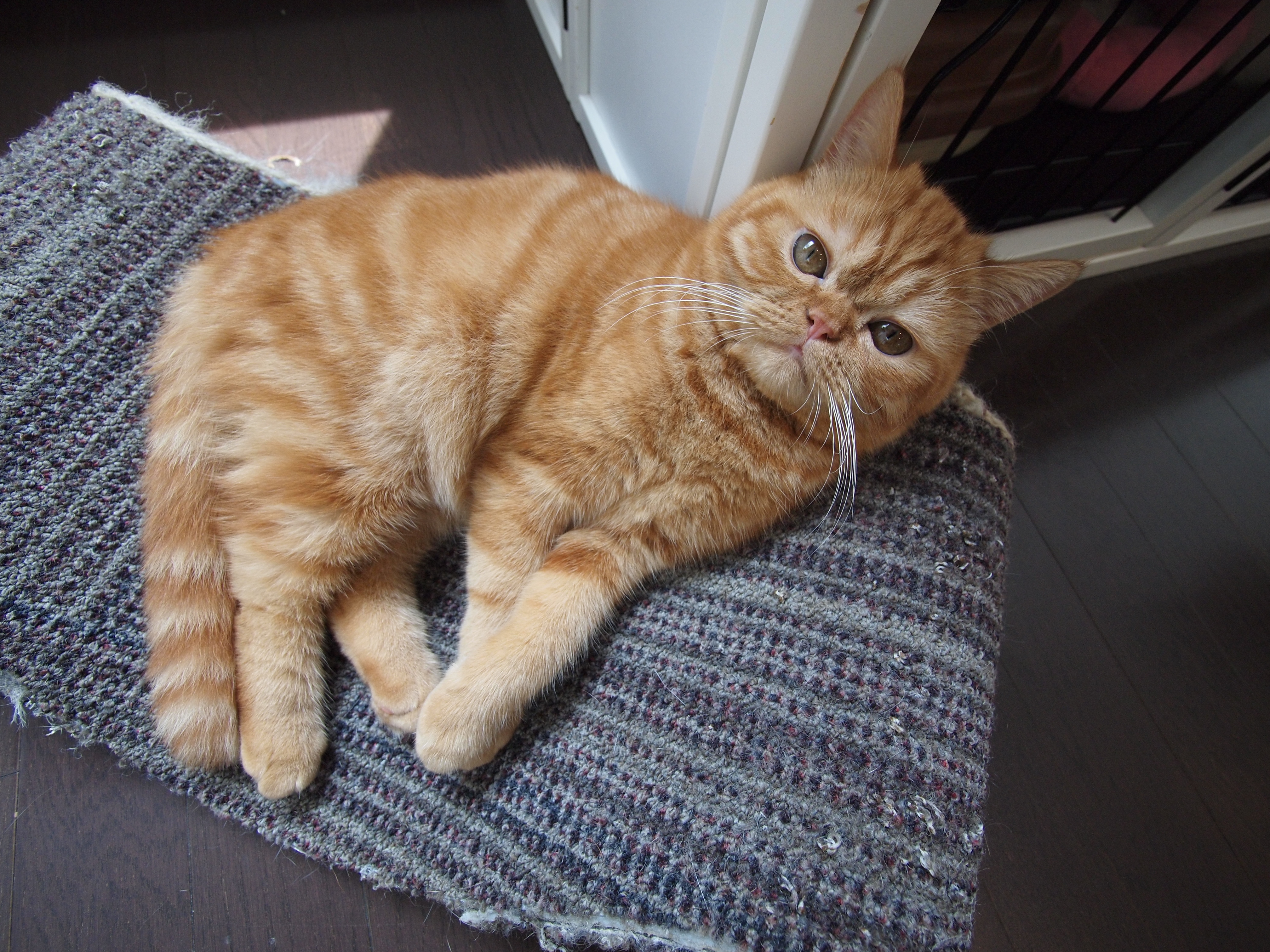 <b>E-P1 / LUMIX G VARIO 7-14mm F4 ASPH. / 4,032×3,024 / 1/60秒 / F4 / 0EV / ISO500 / プログラムAE / WB:オート / 7mm / 仕上がり：NATURAL</b>