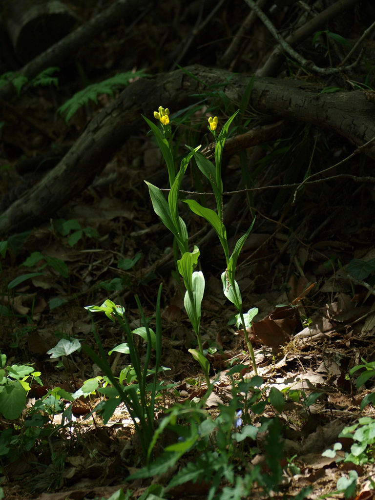 <b>キンランの全体も撮影してみた。木漏れ日が花に差し込んだ様子がピカッと金色に輝くように思えたので、そのタイミングを狙って撮影している。葉っぱは地味で特徴がなく、花が咲いてなければ誰も見向ききもしないだろう</b>