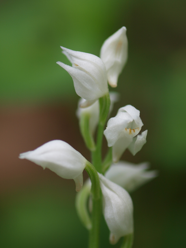 <b>近くで見ると単純な白ではなく、細胞の粒がキラキラして「銀」と言う感じがする。花の配置が立体的なので、どの3点にピントを合わせるのかを探るのが、撮影のポイントだと言える</b>