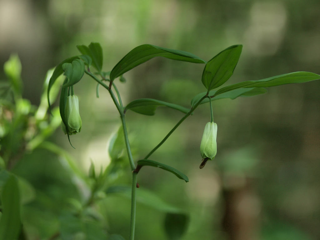 <b>これはユリの仲間の「ホウチャクソウ」。ホウチャクは宝鐸と書き、お寺の軒下に掛けられている鈴のようなものらしい。なかなか風流な名前の付け方だと思う。特に珍しい花ではなく、雑木林ではどこでも普通に見られる</b>