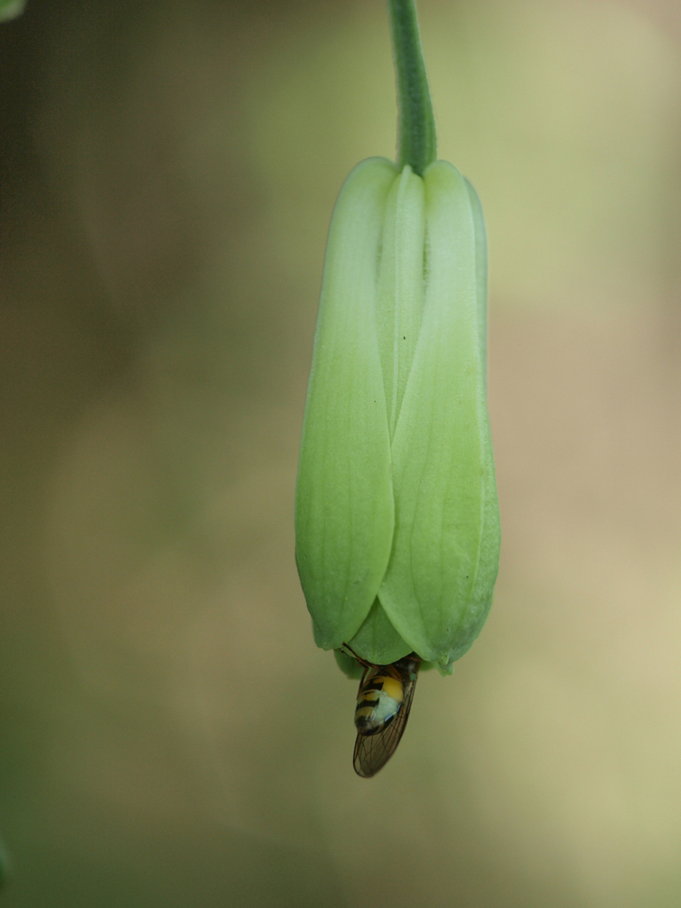 <b>花を良く見ると、ハナアブの仲間が中に潜り込もうとしていた。この花びらはこれ以上は開かず、内部にアブやハチを誘導することで、受粉の確率をより高める構造のようだ</b>