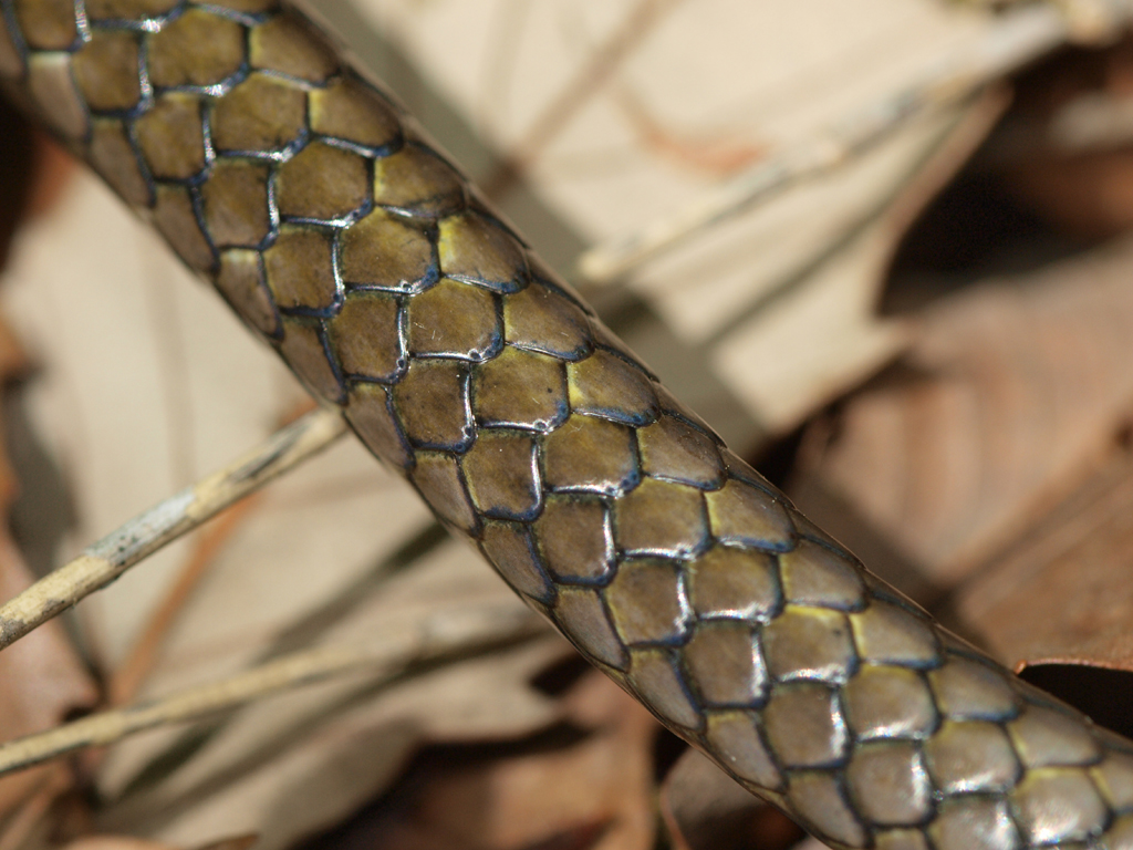 <b>しかし、実は頭のほうは逃げても尻尾のほうは警戒心がお留守のようで、このように最短撮影距離まで近づけることを“発見”してしまった。ヘビの鱗を間近に見る機会はあまりないだろうが、メタリックな質感がなかなか美しい。暗い場所だったのでE-420の内蔵ストロボを照射している</b>