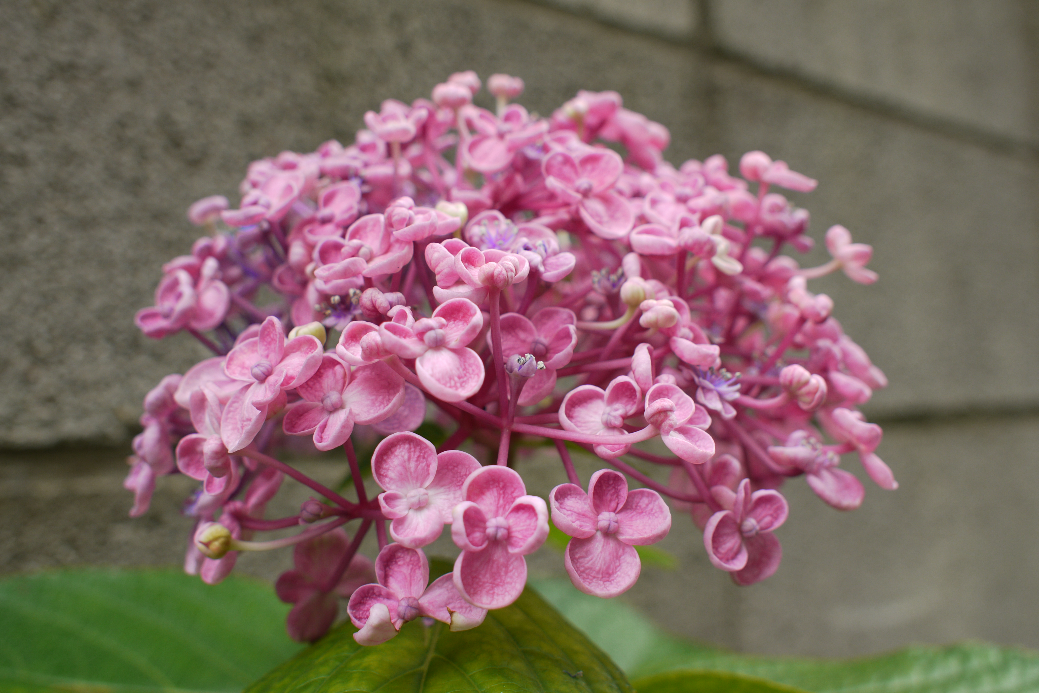 <b>DMC-GH1 / M.ZUIKO DIGITAL 17mm F2.8 / 約5.1MB / 4,128×2,752 / 1/125秒 / F4 / 0EV / ISO100 / WB:晴天 / 17mm</b>