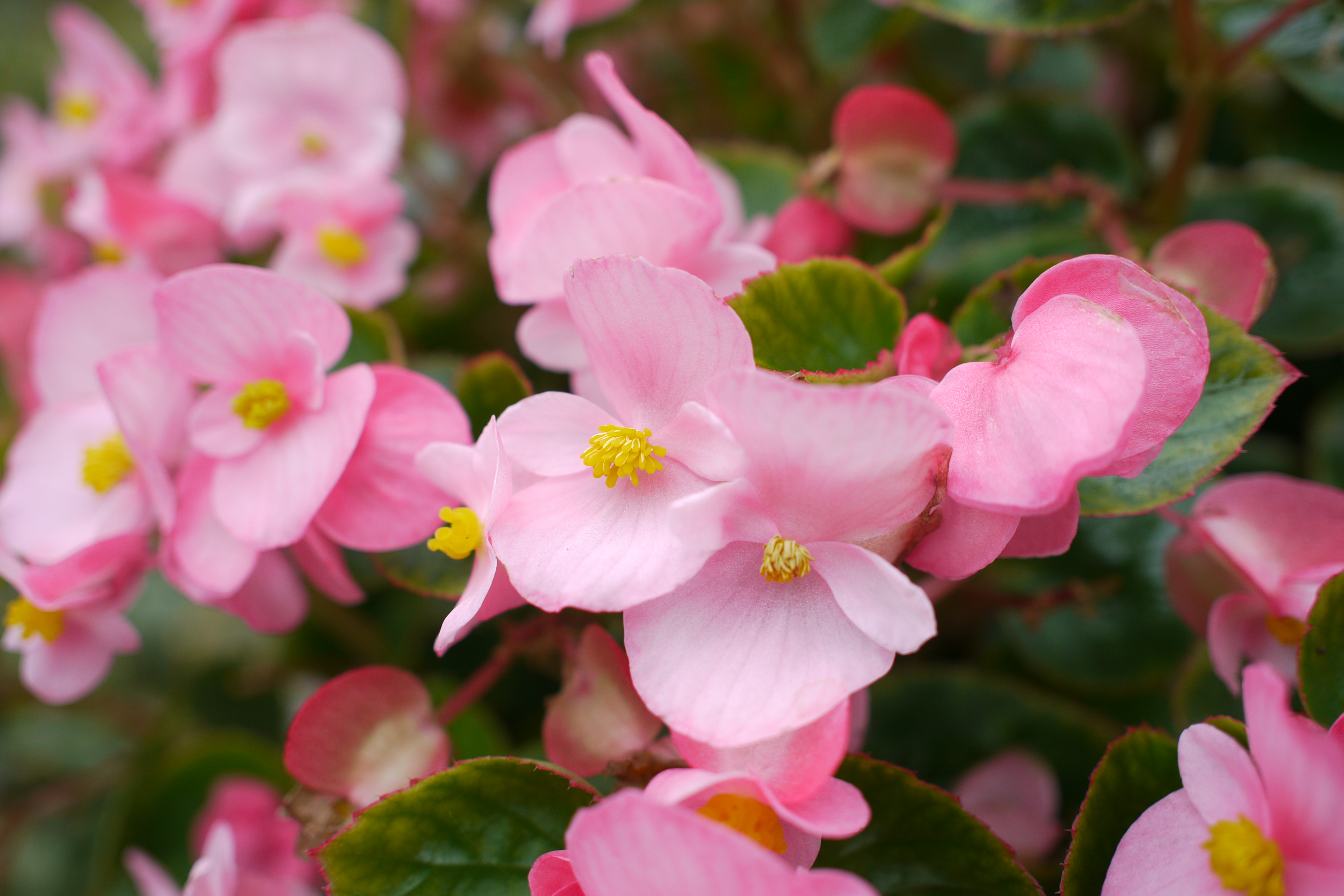 <b>DMC-GH1 / M.ZUIKO DIGITAL 17mm F2.8 / 約4.7MB / 4,128×2,752 / 1/500秒 / F2.8 / +0.7EV / ISO100 / WB:オート / 17mm</b>