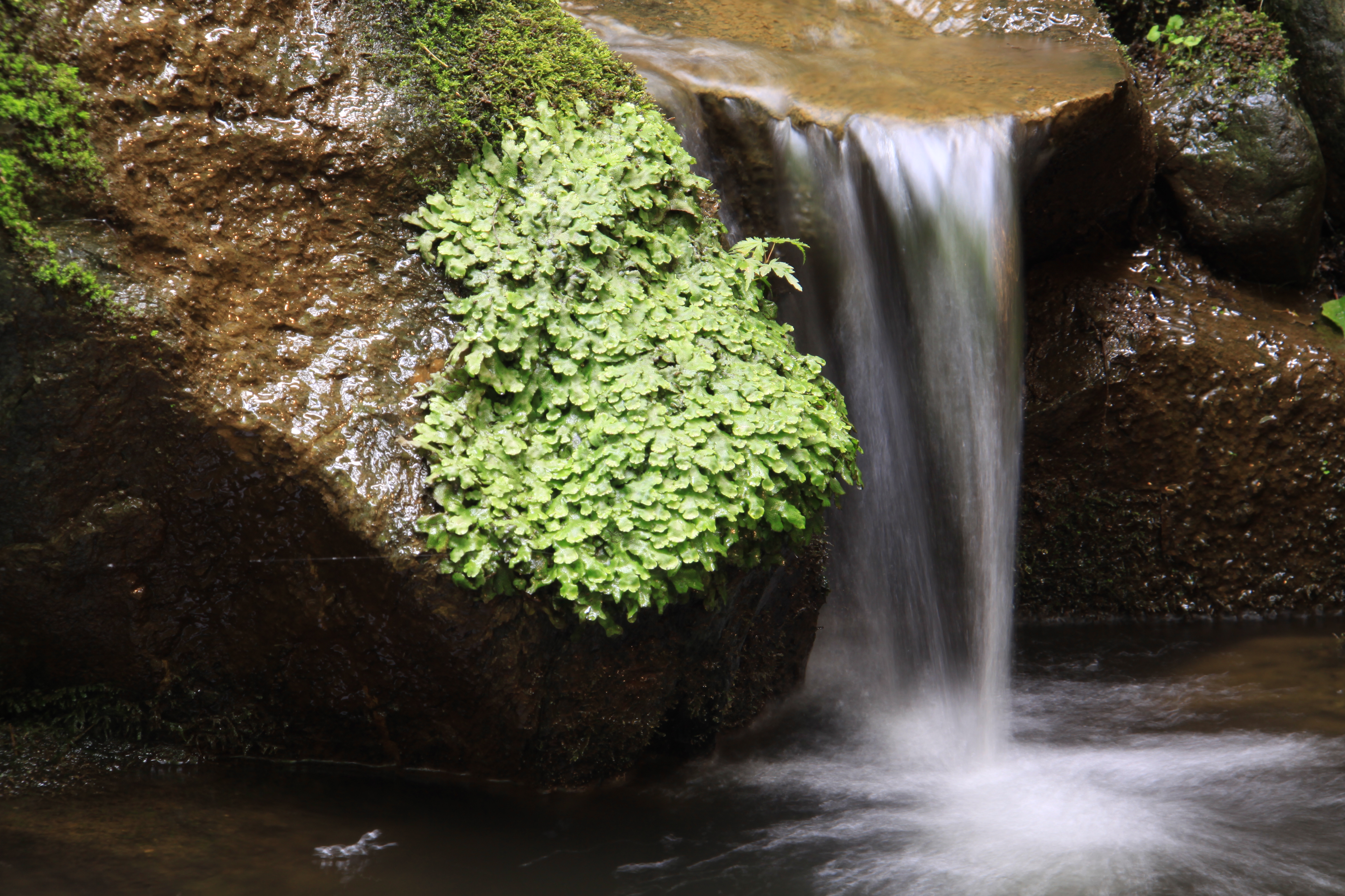 <b>EOS 50D / EF-S 18-200mm F3.5-5.6 IS / 約5.6MB / 4,752×3,168 / 1.0秒 / F14 / 0EV / ISO100 / WB:太陽光 / 110mm</b>