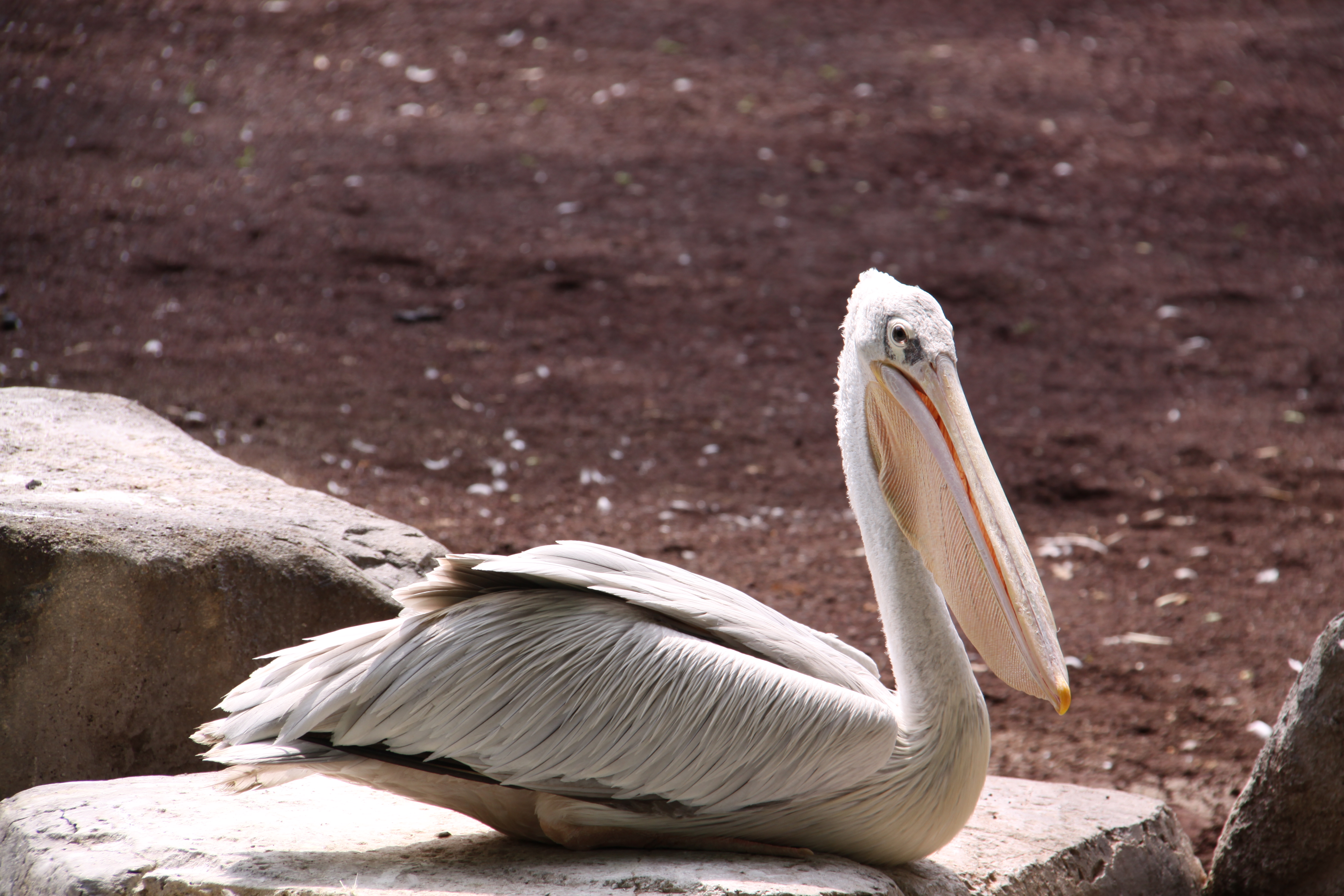 <b>EOS 50D / EF-S 18-200mm F3.5-5.6 IS / 約4.3MB / 4,752×3,168 / 1/125秒 / F8 / 0EV / ISO100 / WB:オート / 170mm</b>