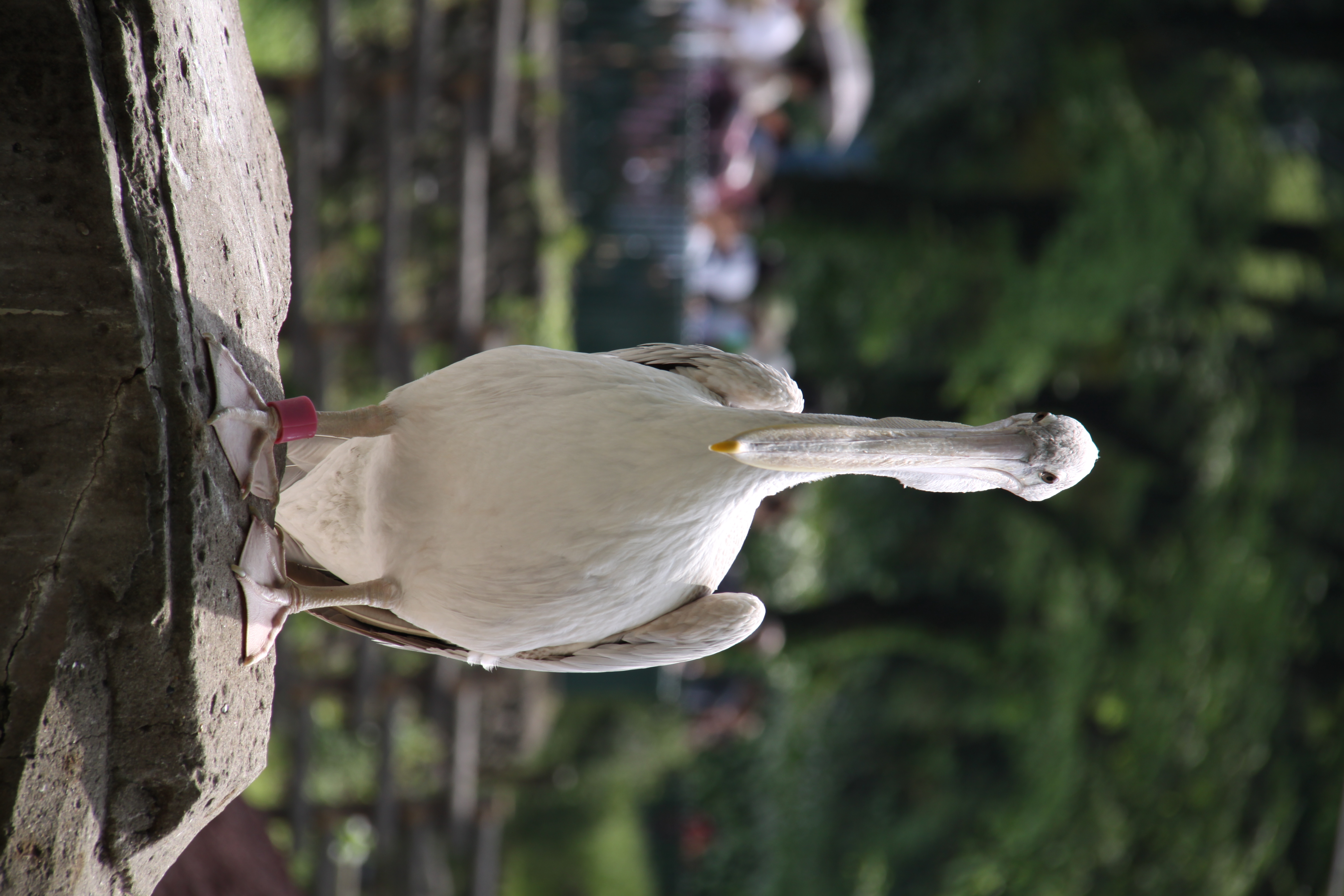 <b>EOS 50D / EF-S 18-200mm F3.5-5.6 IS / 約3.6MB / 3,168×4,752 / 1/125秒 / F7.1 / 0EV / ISO100 / WB:オート / 200mm</b>