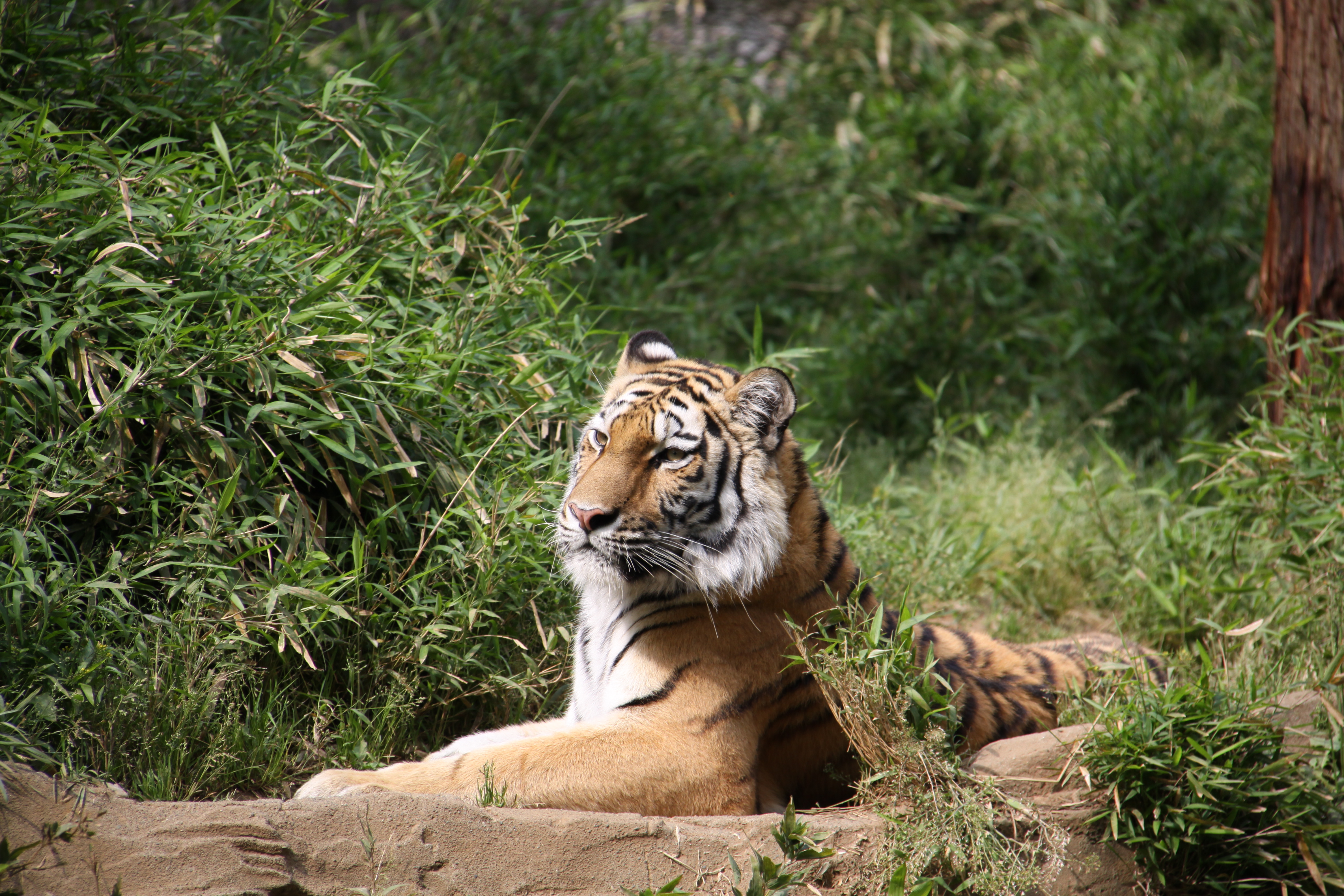 <b>EOS 50D / EF-S 18-200mm F3.5-5.6 IS / 約6.6MB / 4,752×3,168 / 1/250秒 / F5.6 / 0EV / ISO200 / WB:オート / 200mm</b>