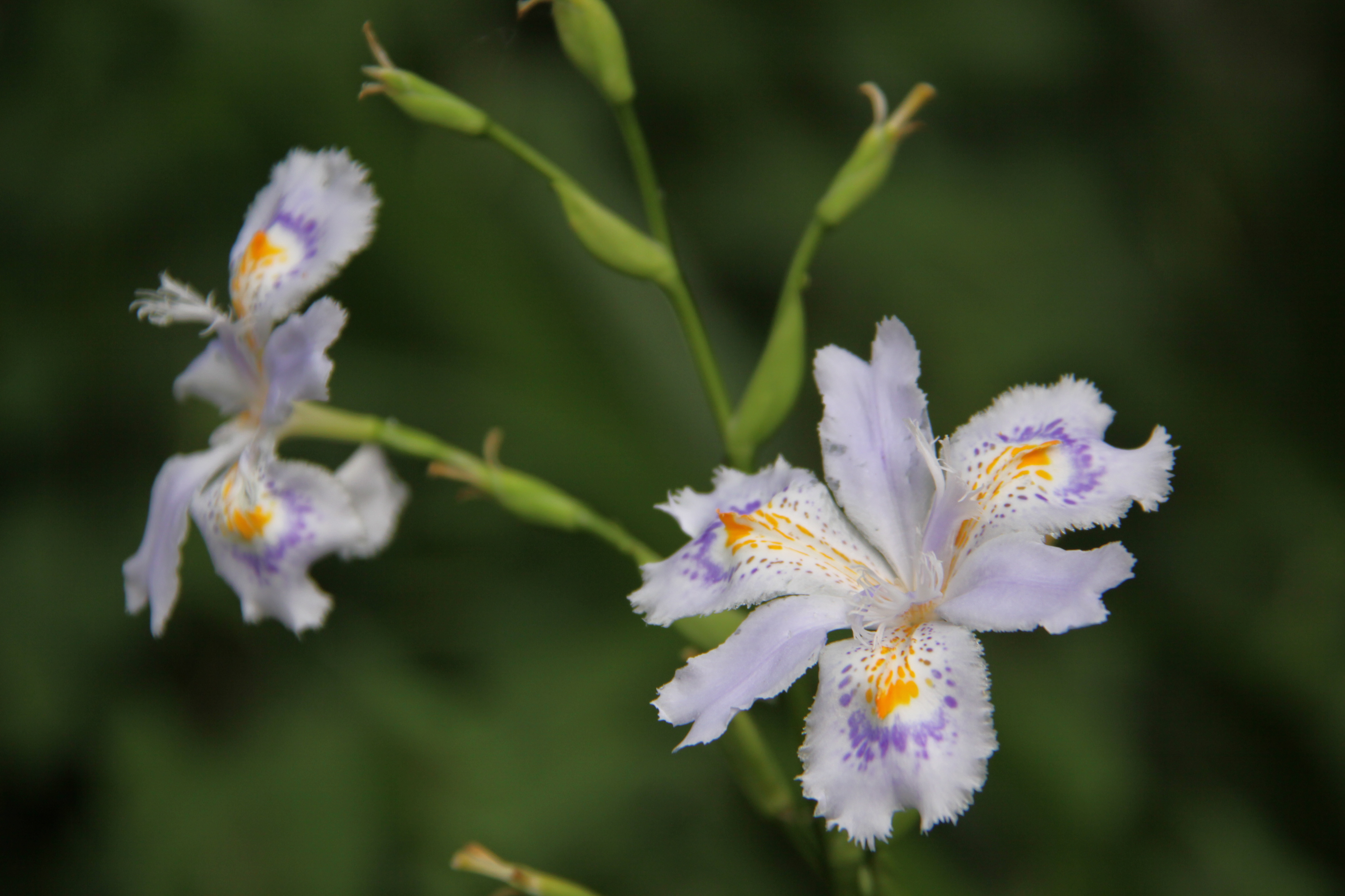 <b>EOS 50D / EF-S 18-200mm F3.5-5.6 IS / 約3.8MB / 4,752×3,168 / 1/200秒 / F5.6 / 0EV / ISO250 / WB:オート / 120mm</b>