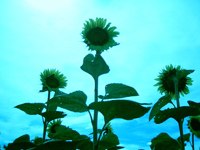 <b>「RGB変更」作例 （アドプラス提供）</b>