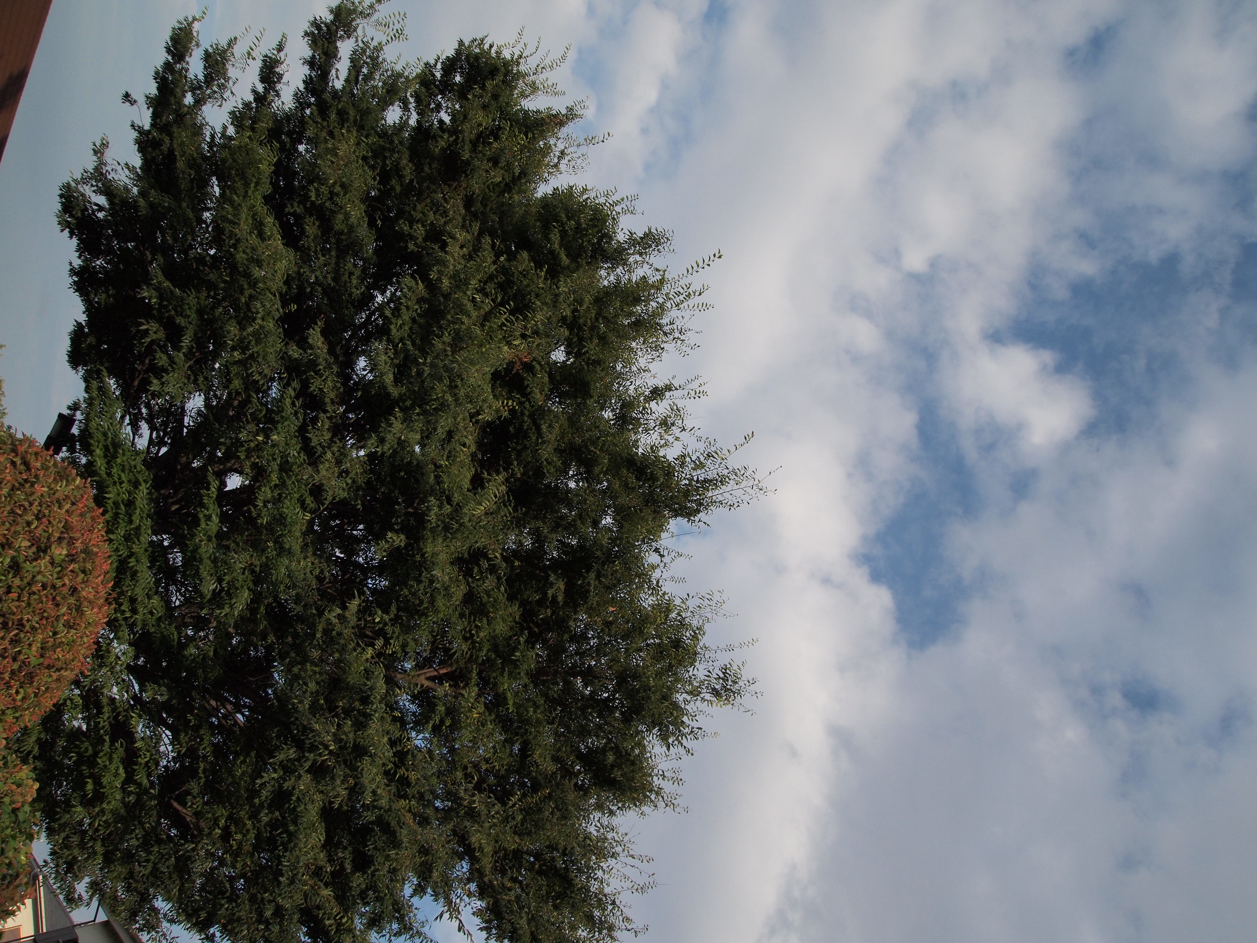 <b>E-P1 / M.ZUIKO DIGITAL ED-14 42mm F3.5-5.6 / 約8.2MB / 3,024×4,032 / 1/1250秒 / F4.5 / 0EV / ISO200 / WB:オート / 14mm</b>