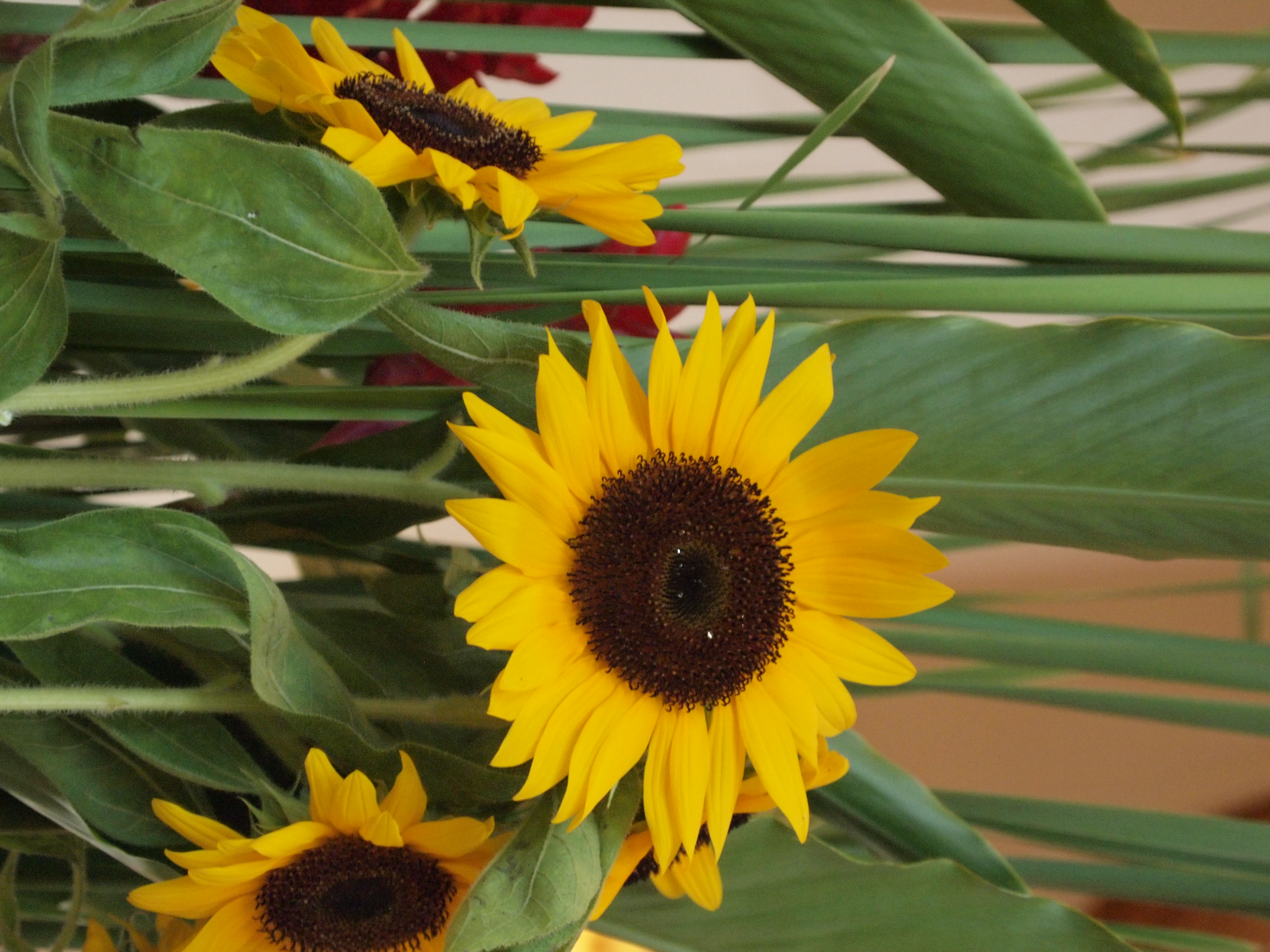 <b>E-P1 / M.ZUIKO DIGITAL ED 14-42mm F3.5-5.6 / 約7.8MB / 3,024×4,032 / 1/80秒 / F5.6 / 0EV / ISO1600 / WB:オート / 42mm</b>