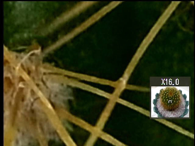 <b>撮影後や再生時にADJ.ボタンを押すと一気に拡大表示できる「ワンプッシュ拡大表示」</b>