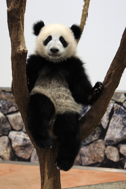 <b>（c）前川貴行</b>