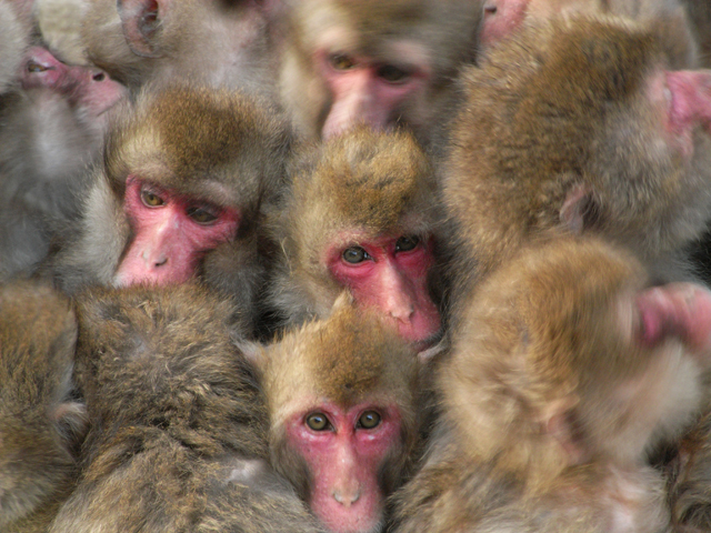 <b>Caplio R6で撮影したニホンザル。動物写真にスナップの感覚が面白い。（c）前川貴行</b>