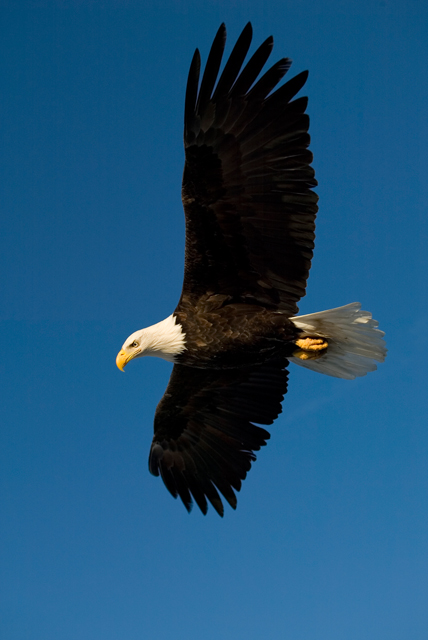 <b>かっこよさ、凛々しさに惹かれ、クマと平行して撮り始めたハクトウワシ。調べると、彼らの物語から興味深いアメリカの側面や、環境問題などが見えてくるのだ。（c）前川貴行</b>