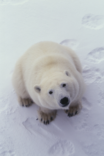 <b>つぶらな瞳で見上げるホッキョクグマ。「彼らは獰猛な顔つきをしないので、表情だけでは判断できない」と前川さん。（c）前川貴行</b>