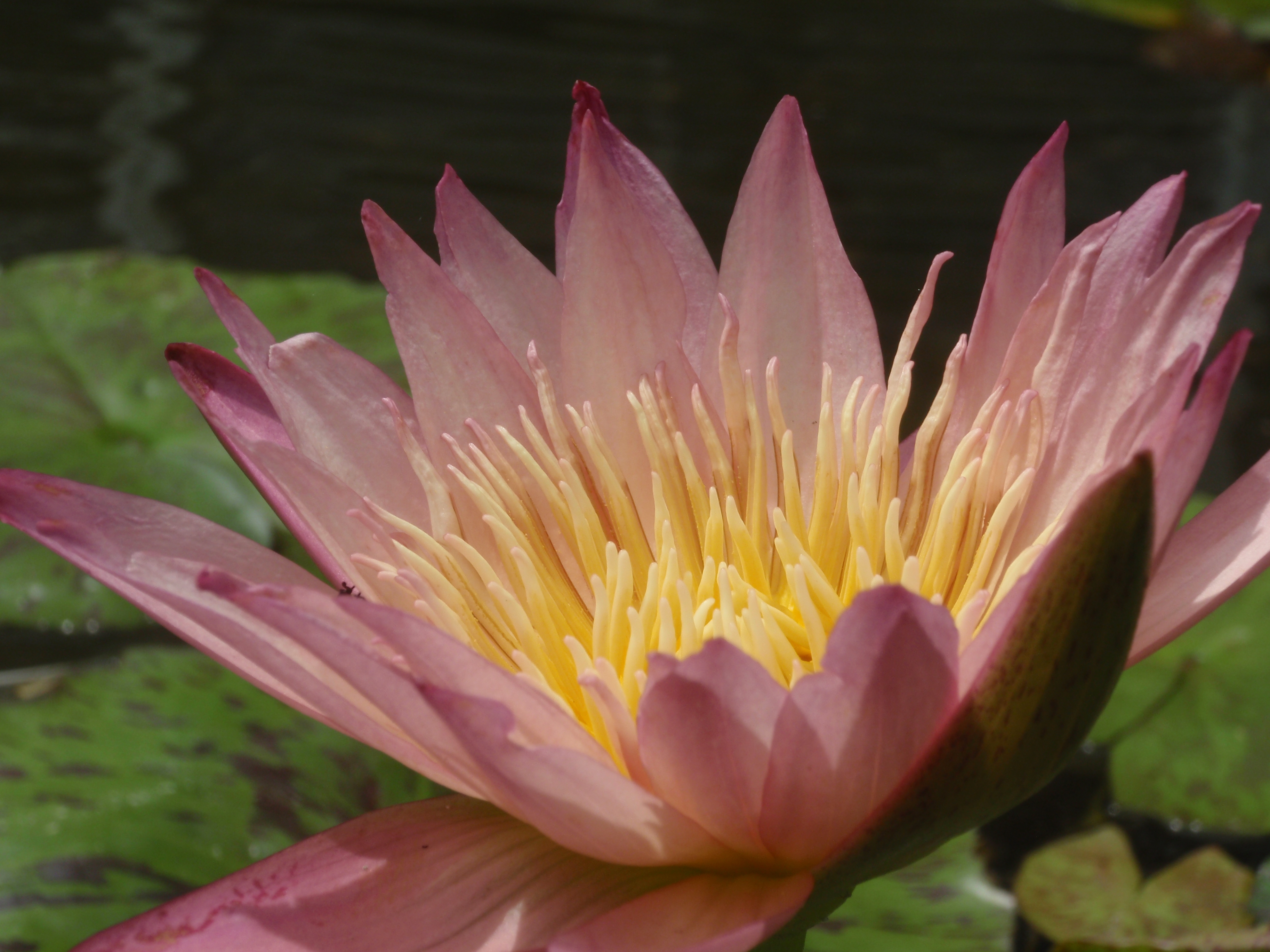 <b>μTOUGH-6010 / 約3.8MB / 3,968×2,976 / 1/400秒 / F6.3 / 0EV / ISO64 / WB:オート / 18.2mm</b>