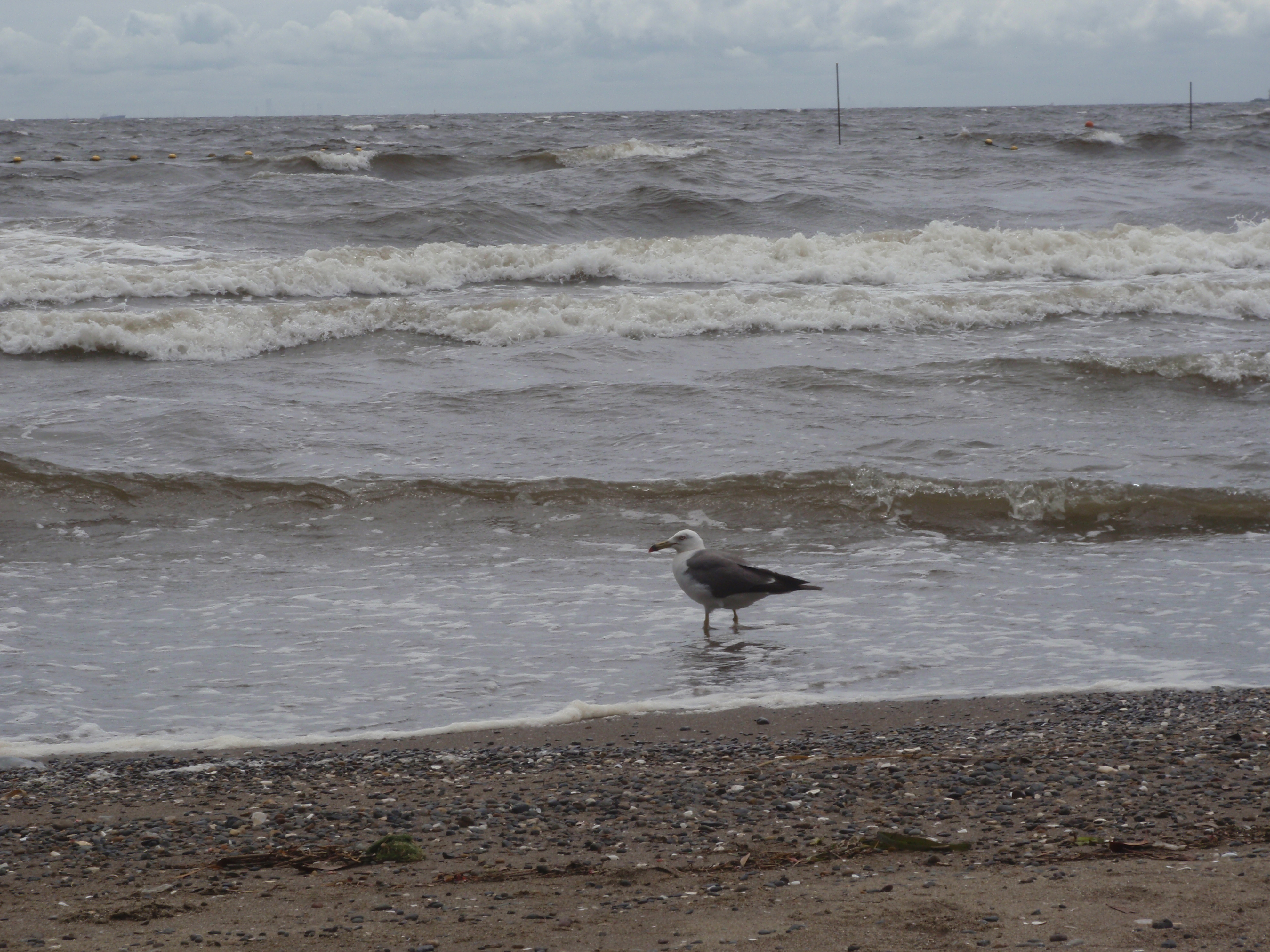 <b>μTOUGH-6010 / 約5.0MB / 3,968×2,976 / 1/500秒 / F6.3 / 0EV / ISO64 / WB:オート / 18.2mm</b>