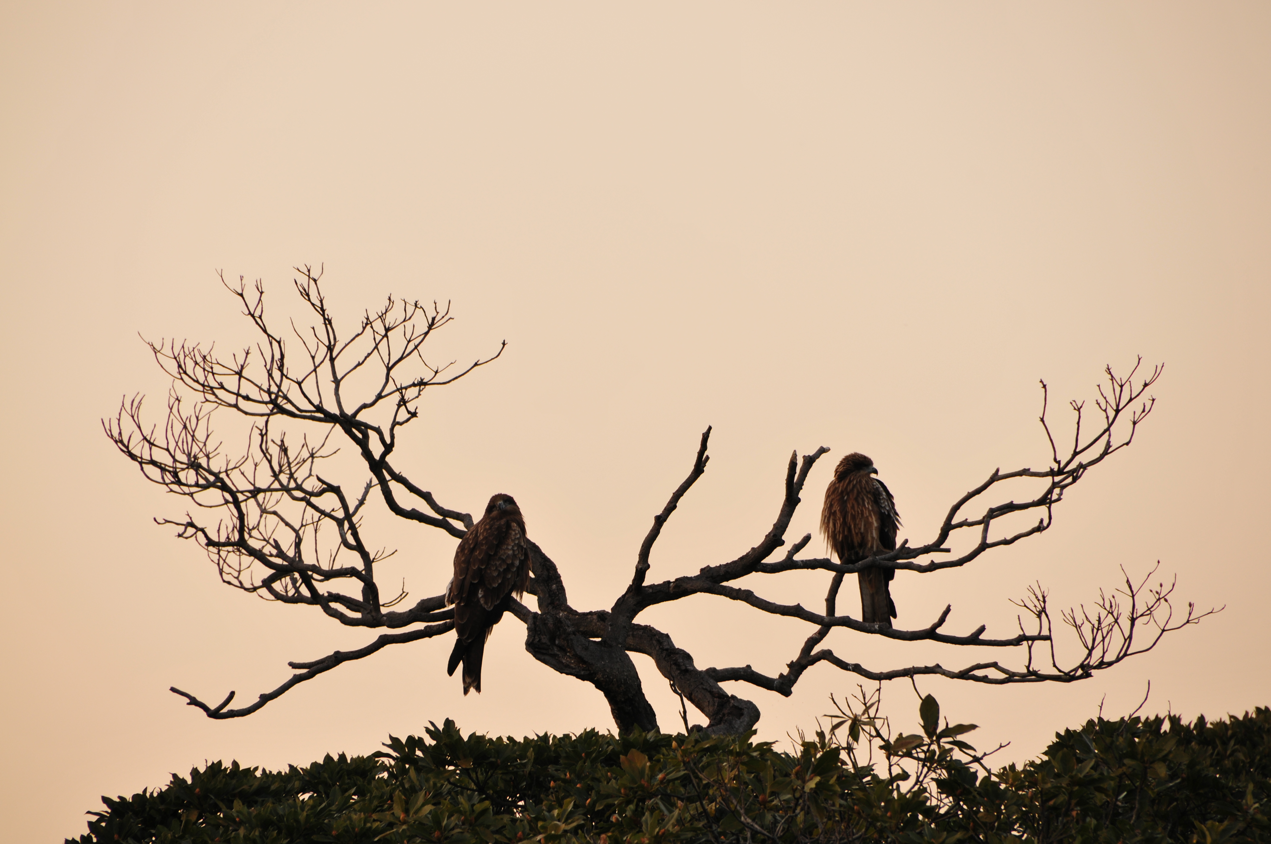 <b>D300 / AF 18-270mm F3.5-6.3 Di II VC LD Aspherical [IF] Macro / 約4.0MB / 4,288×2,848 / 1/160秒 / F8 / +0.7EV / ISO200 / WB:晴天日陰 / 270mm（撮影：上田晃司）</b>