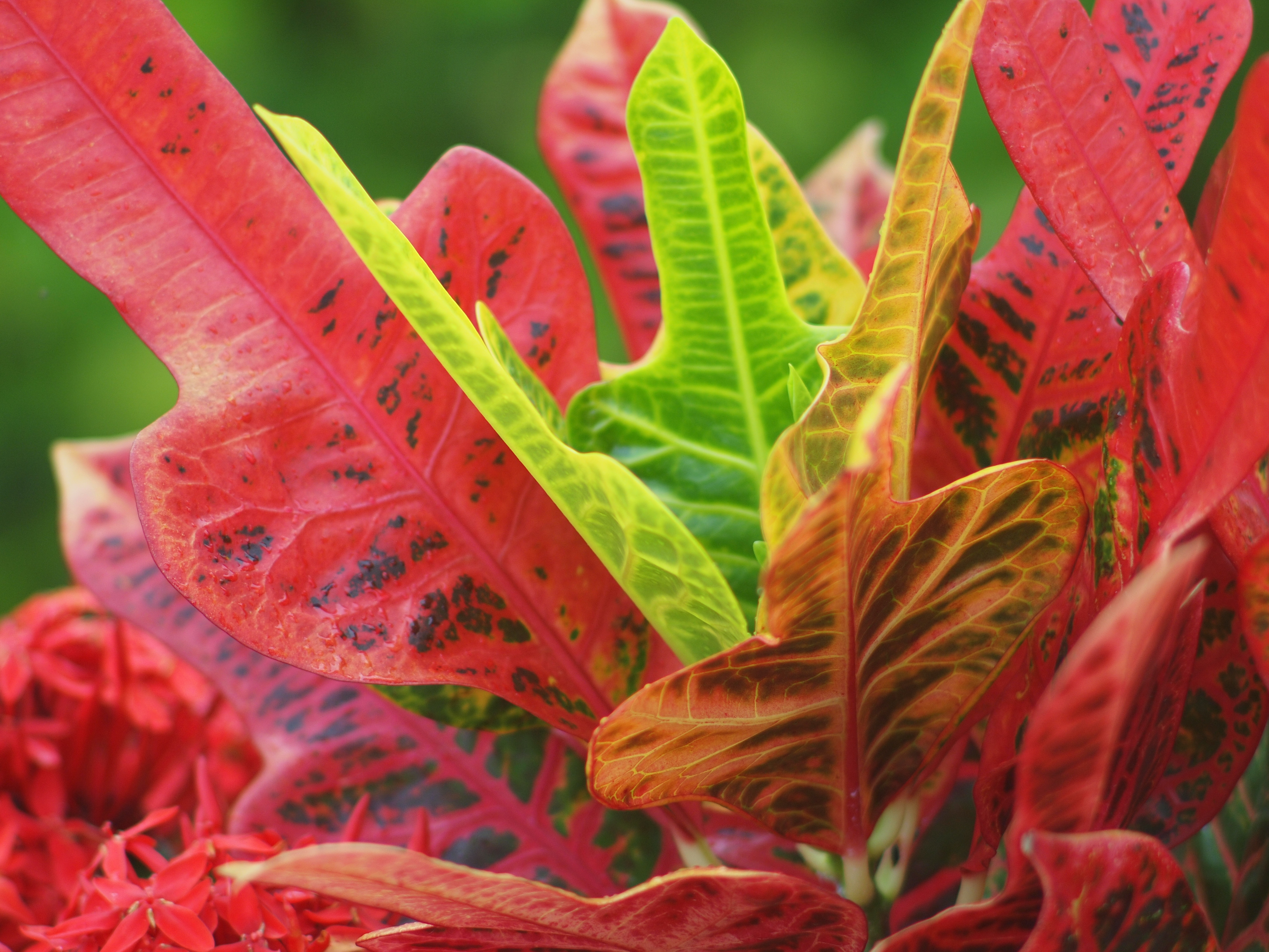 <b>E-P1 / Gズイコー28mm F3.5 / 約5.5MB / 4,032×3,024 / 1/200秒 / F3.5 / 0EV / ISO200 / WB:オート / 仕上がり:ビビッド</b>