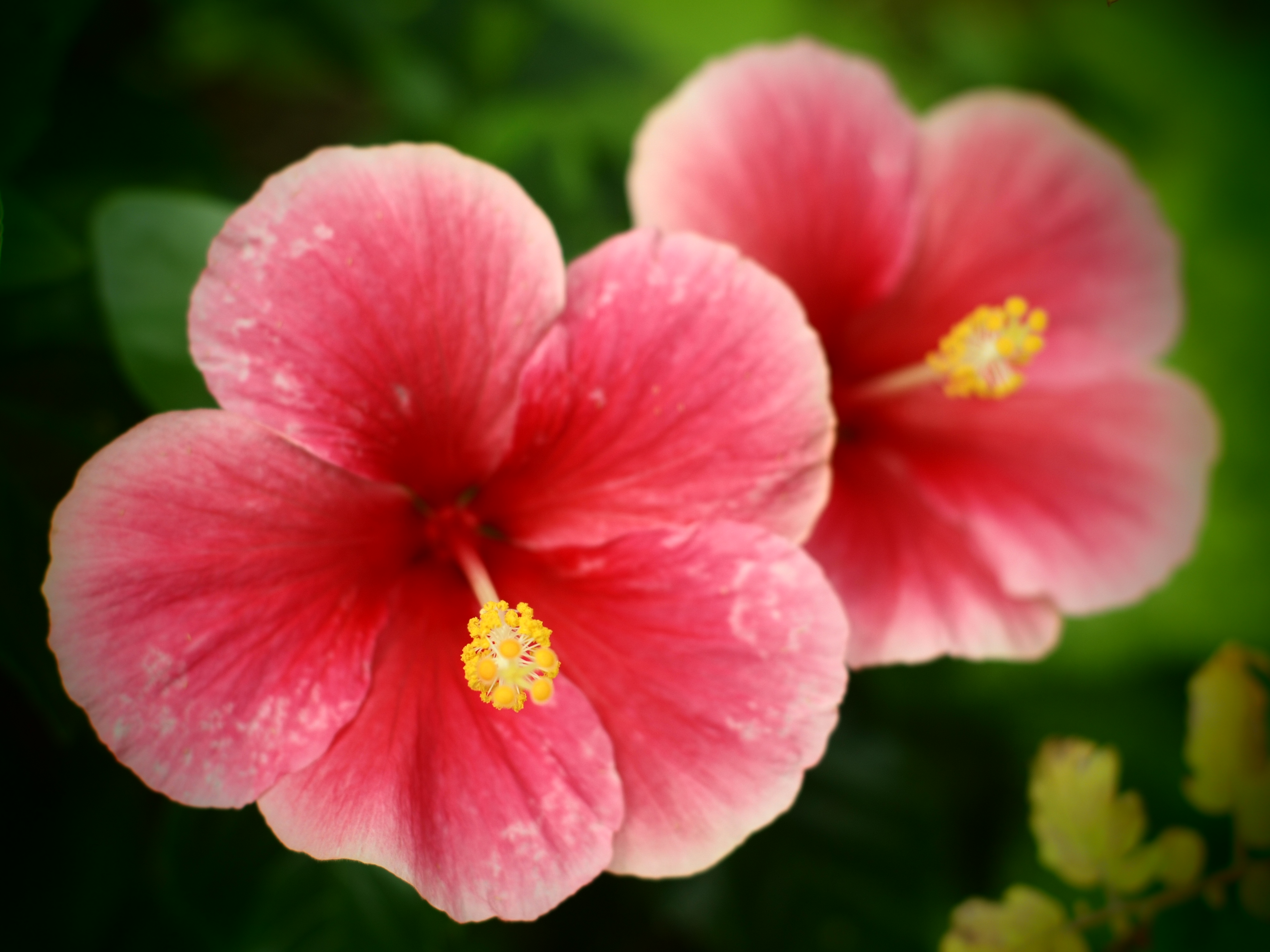 <b>E-P1 / Gズイコー28mm F3.5 / 約3.3MB / 4,032×3,024 / 1/320秒 / F5.6 / 0EV / ISO100 / WB:− / アートフィルター:トイフォト / 仕上がり:ビビッド</b>