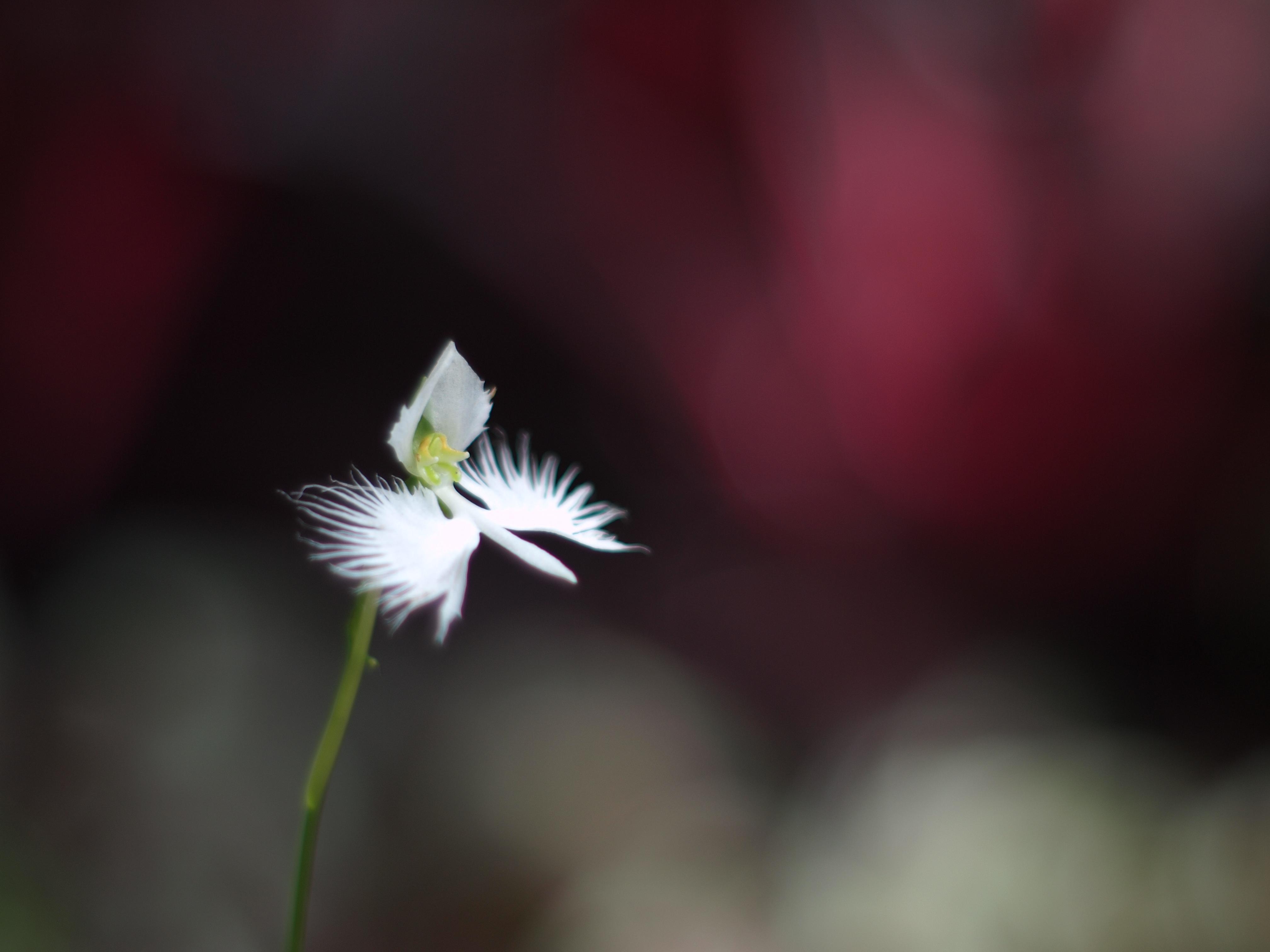 <b>E-P1 / Gズイコー50mm F1.4 / 約4.2MB / 4,032×3,024 / 1/800秒 / F2 / -2EV / ISO100 / WB:オート / 仕上がり:ビビッド</b>