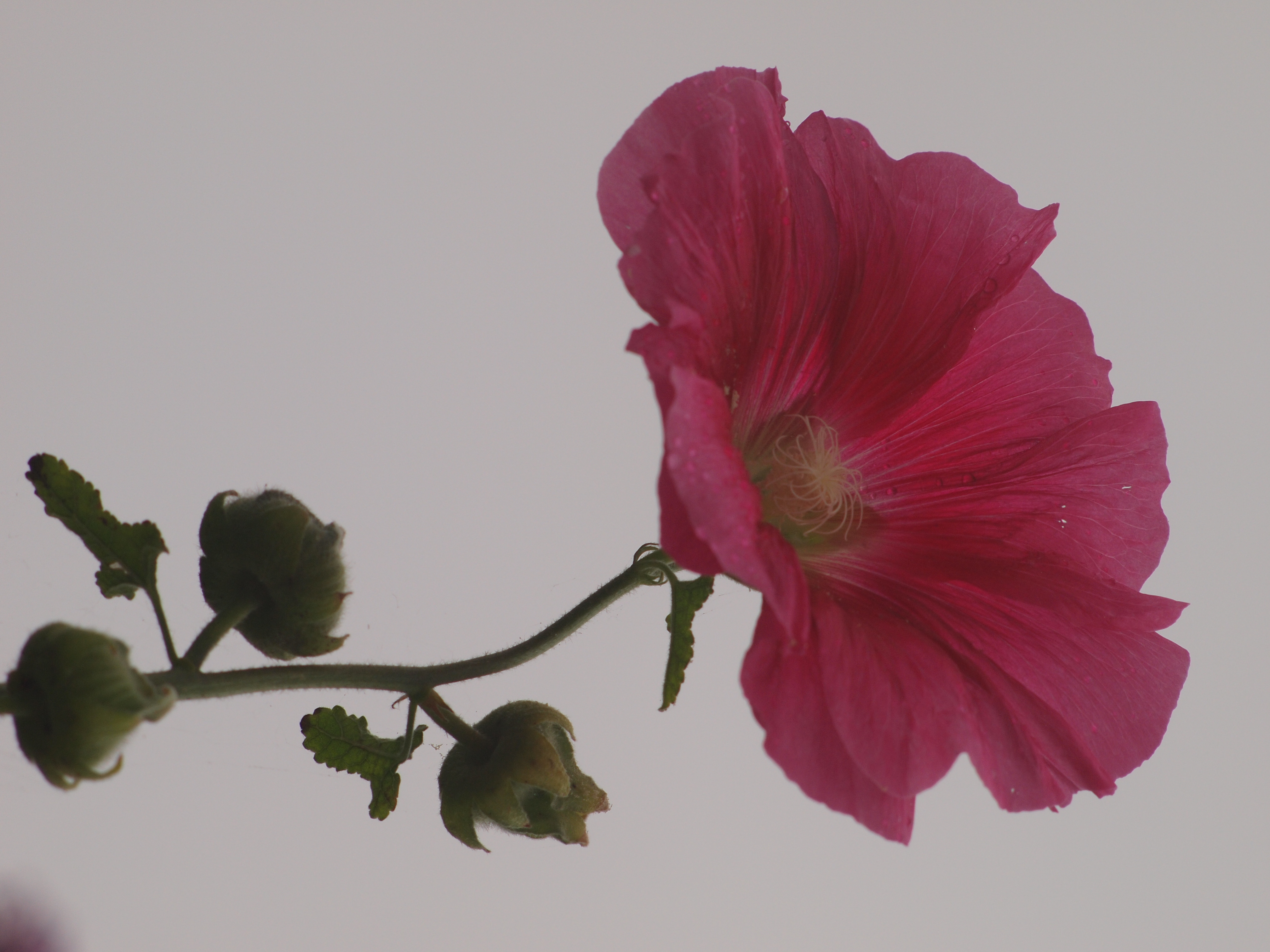 <b>E-P1 / Eズイコー135mm F2.8 / 約4.2MB / 3,024×4,032 / 1/320秒 / F8 / 0EV / ISO200 / WB:オート / 仕上がり:ビビッド</b>