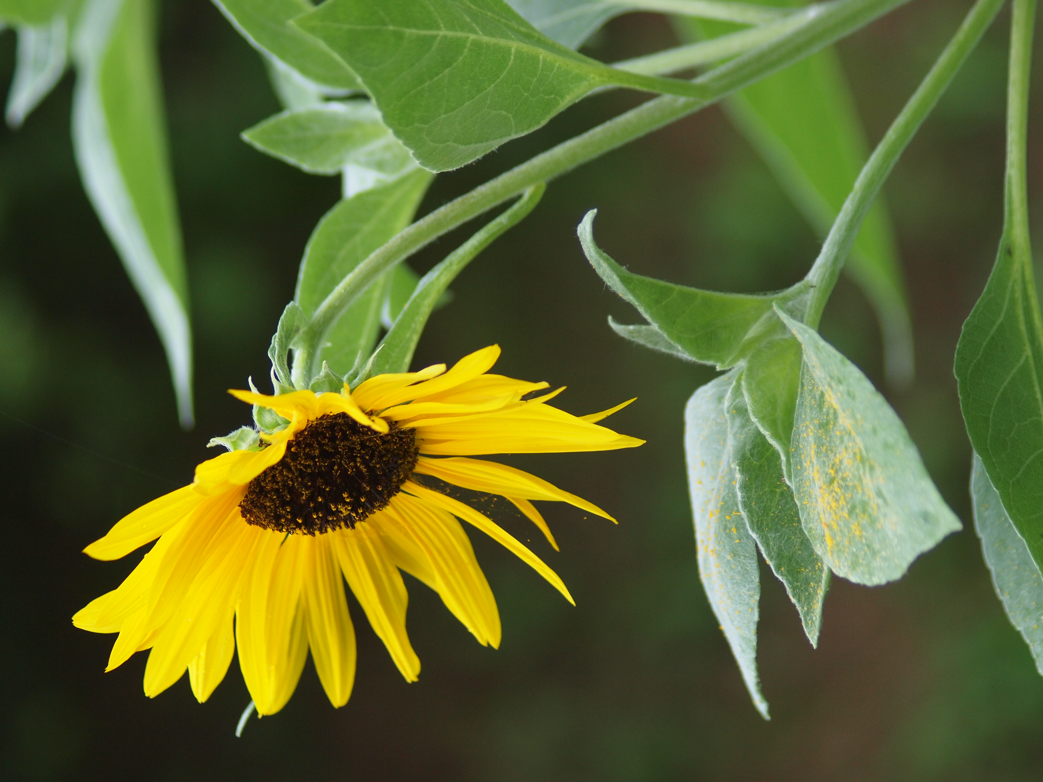 <b>E-P1 / ズイコーズーム75-150mm F4 / 約5.4MB / 3,024×4,032 / 1/250秒 / F4 / 0EV / ISO400 / WB:オート / 約100mm / 仕上がり:ビビッド</b>