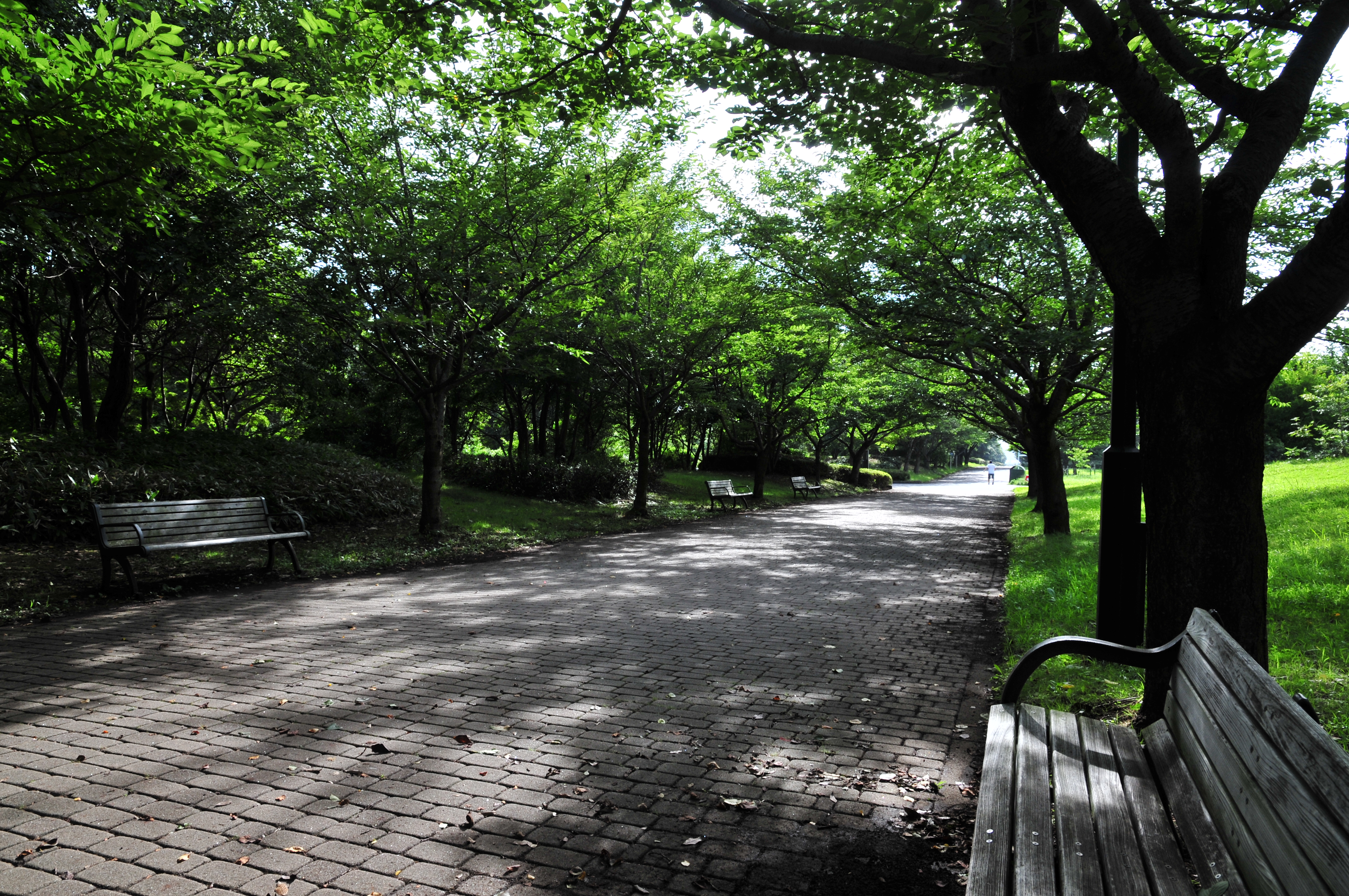 <b>ピクチャーコントロール：ビビッド</b>