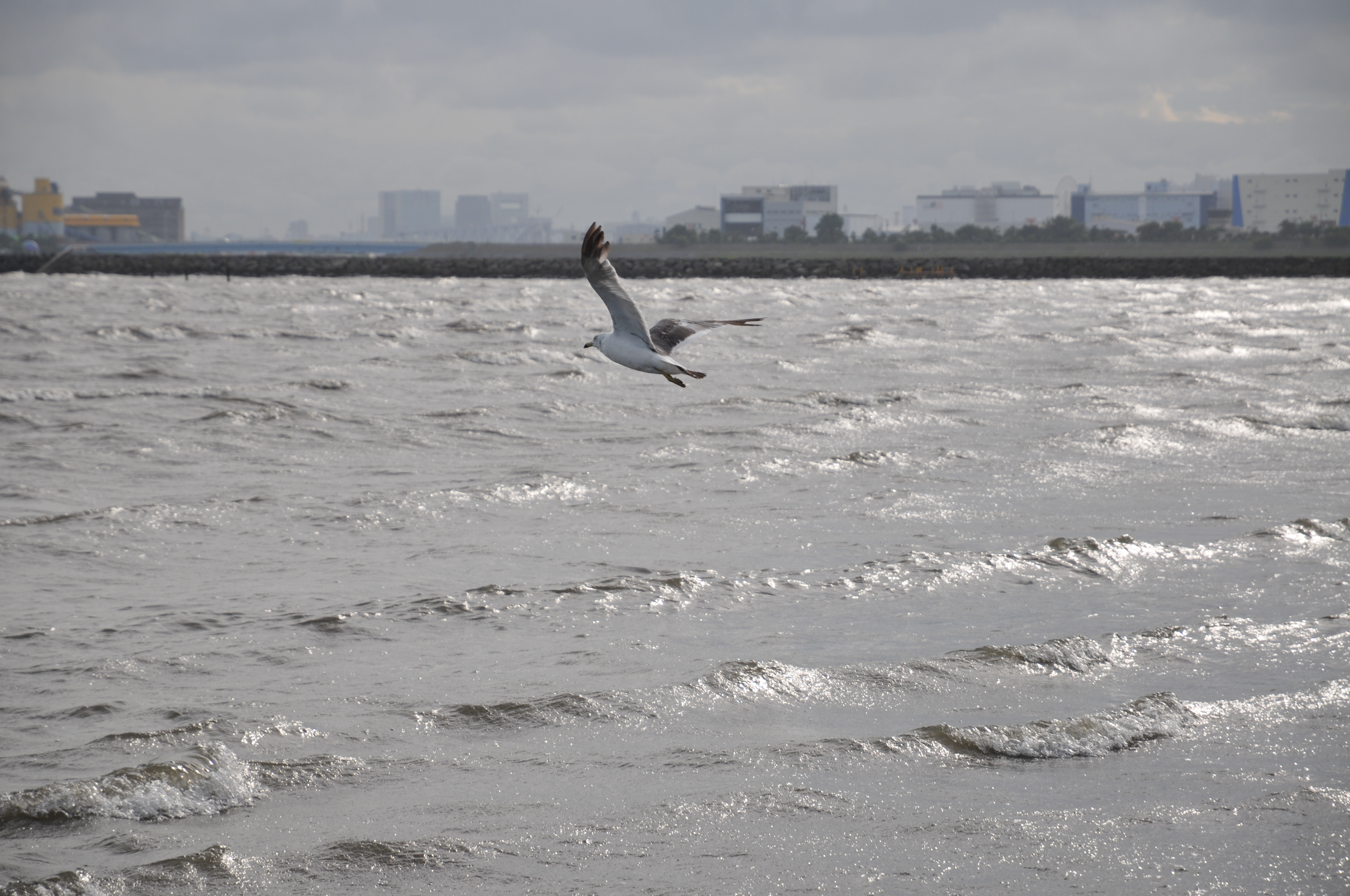 <b>D300S / AF-S DX NIKKOR 16-85mm F3.5-5.6 G ED VR / 約4.8MB / 4,288×2,848 / 1/800秒 / F5.6 / 0EV / ISO200 / WB:オート / 85mm</b>