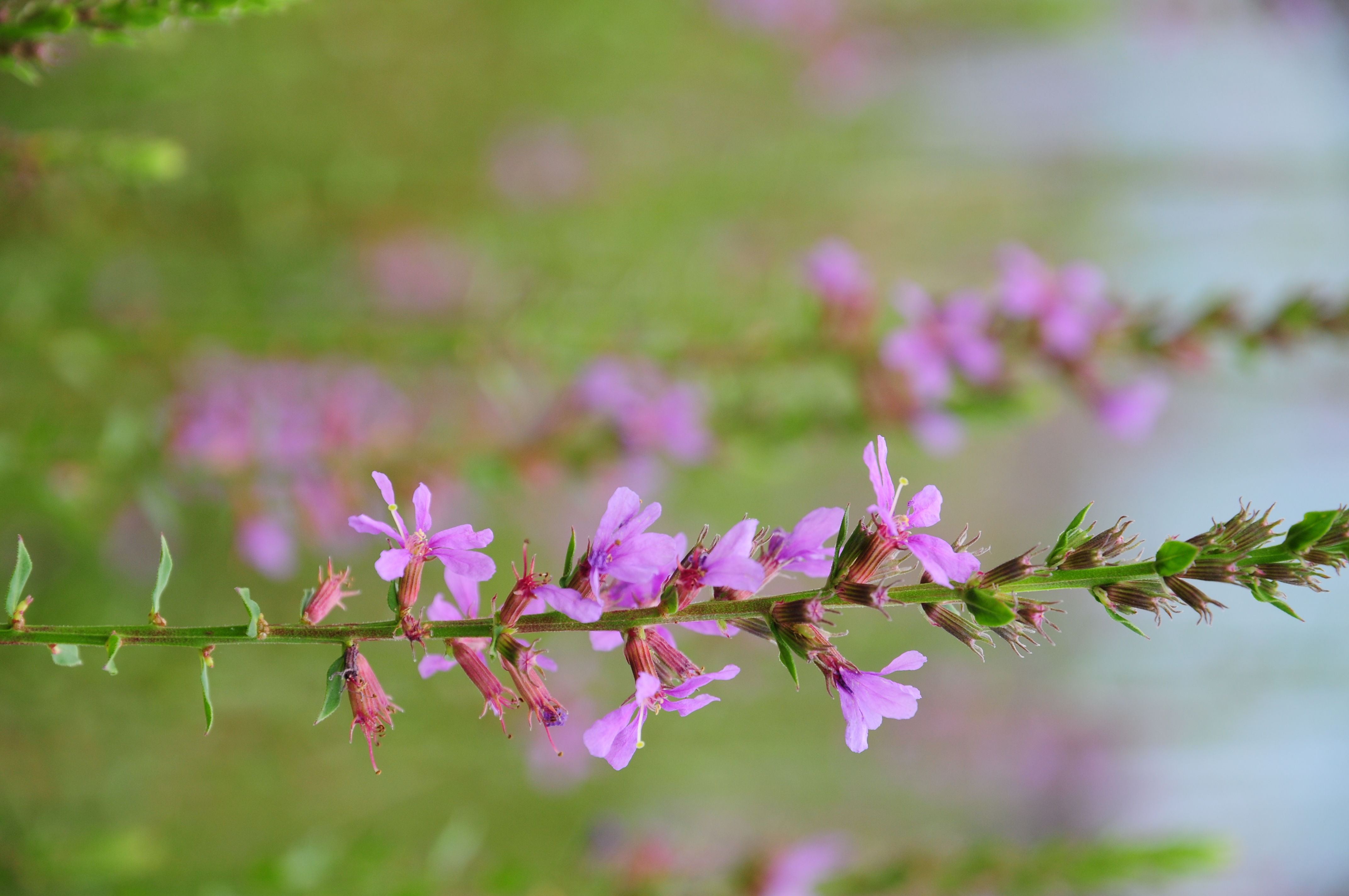 <b>D300S / AF-S DX NIKKOR 16-85mm F3.5-5.6 G ED VR / 約4.7MB / 2,848×4,288 / 1/200秒 / F5.6 / 0EV / ISO200 / WB:オート / 85mm</b>