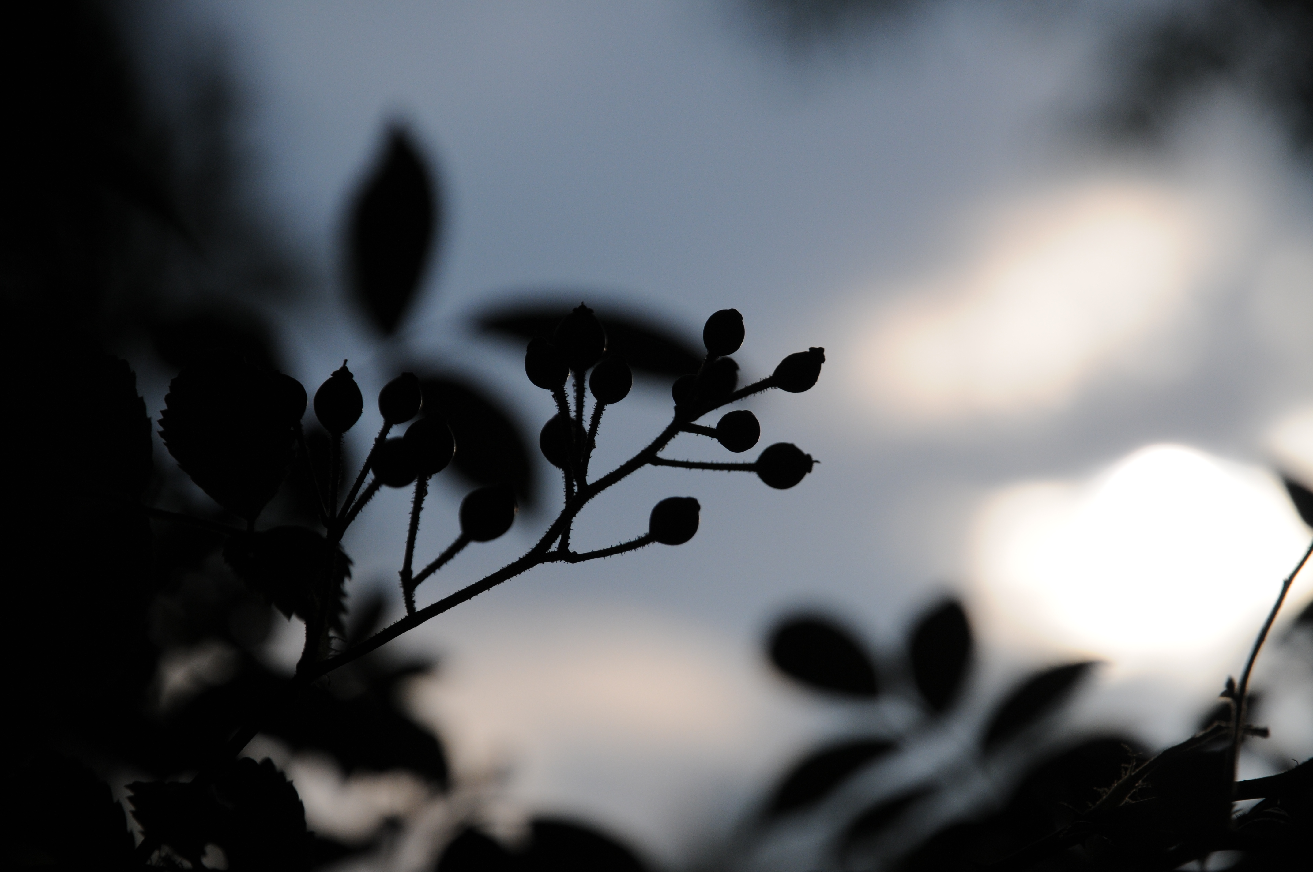 <b>D300S / AF-S DX NIKKOR 16-85mm F3.5-5.6 G ED VR / 約3.7MB / 4,288×2,848 / 1/3200秒 / F5.6 / 0EV / ISO400 / WB:オート / 85mm</b>