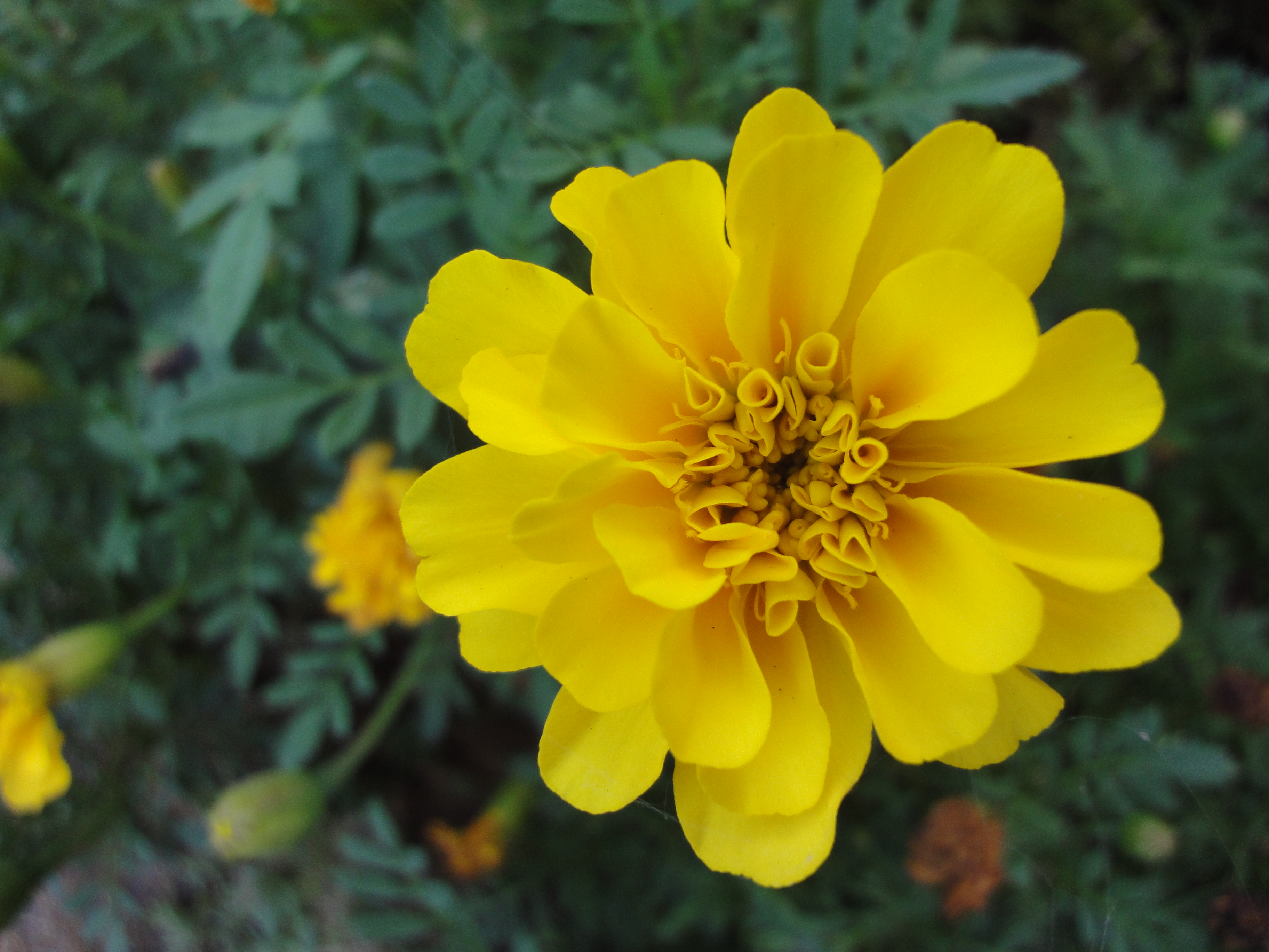 <b>DSC-WX1 / 約3.9MB / 3,648×2,736 / 1/320秒 / F2.4 / 0EV / ISO160 / WB:オート / 4.2mm</b>