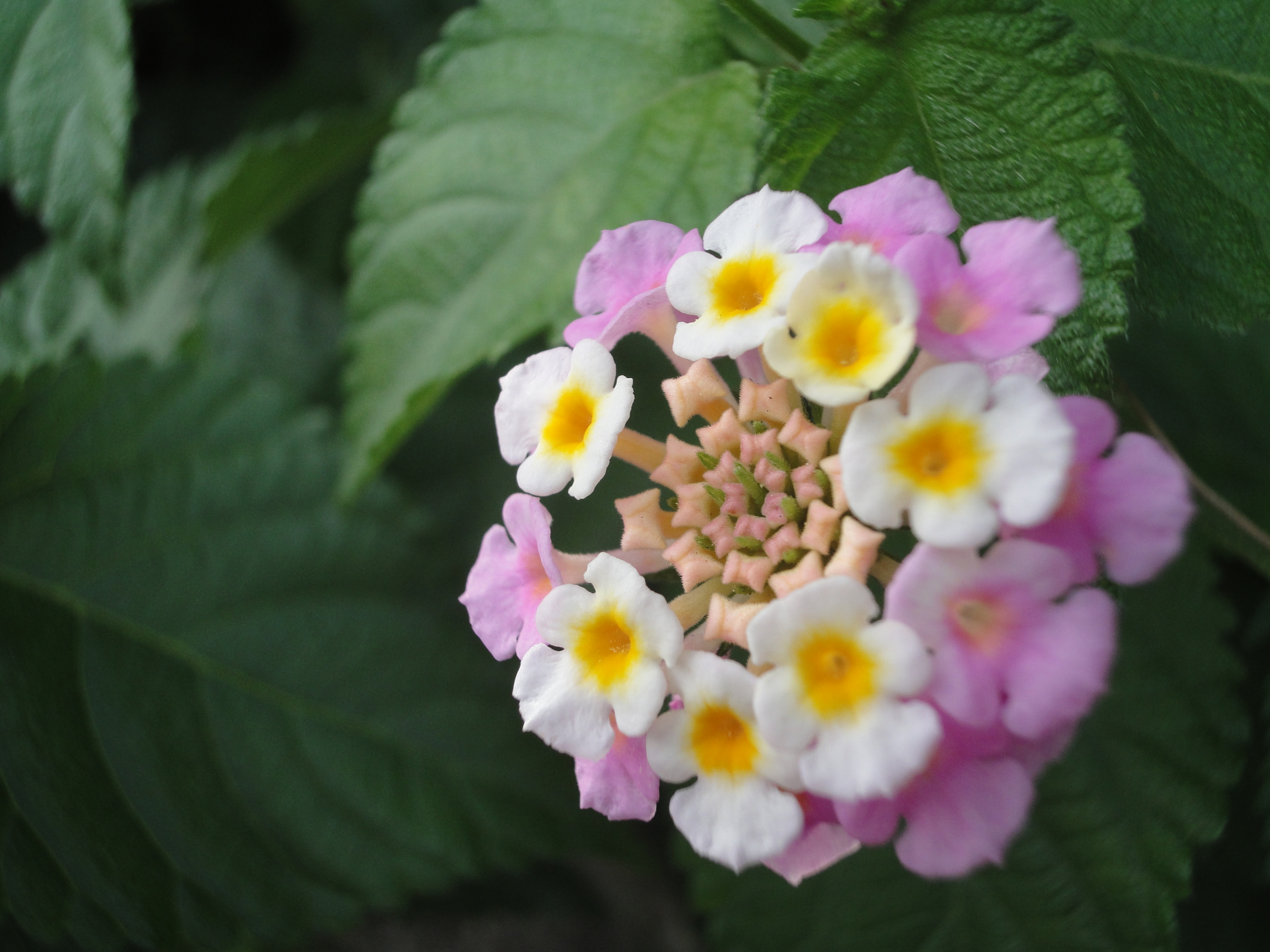 <b>DSC-WX1 / 約3.7MB / 3,648×2,736 / 1/250秒 / F3.2 / 0EV / ISO160 / WB:オート / 8.0mm</b>