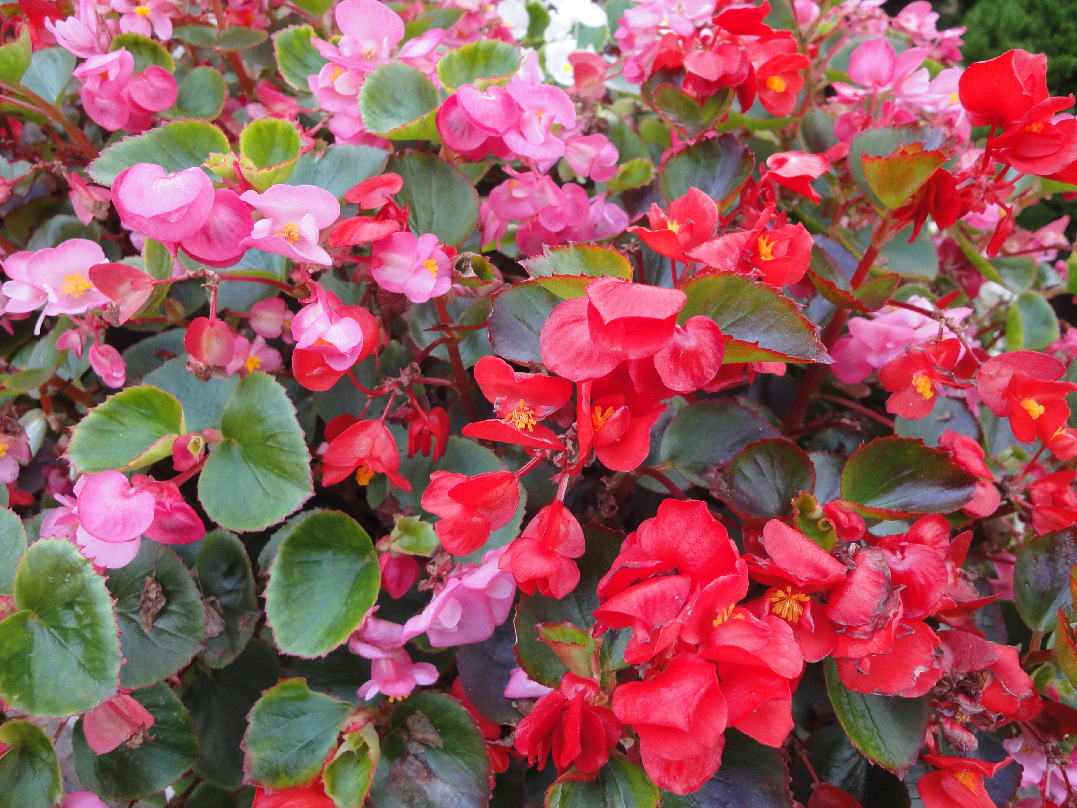 <b>DSC-WX1 / 約4.2MB / 3,648×2,736 / 1/100秒 / F2.4 / 0EV / ISO160 / WB:オート / 4.2mm</b>