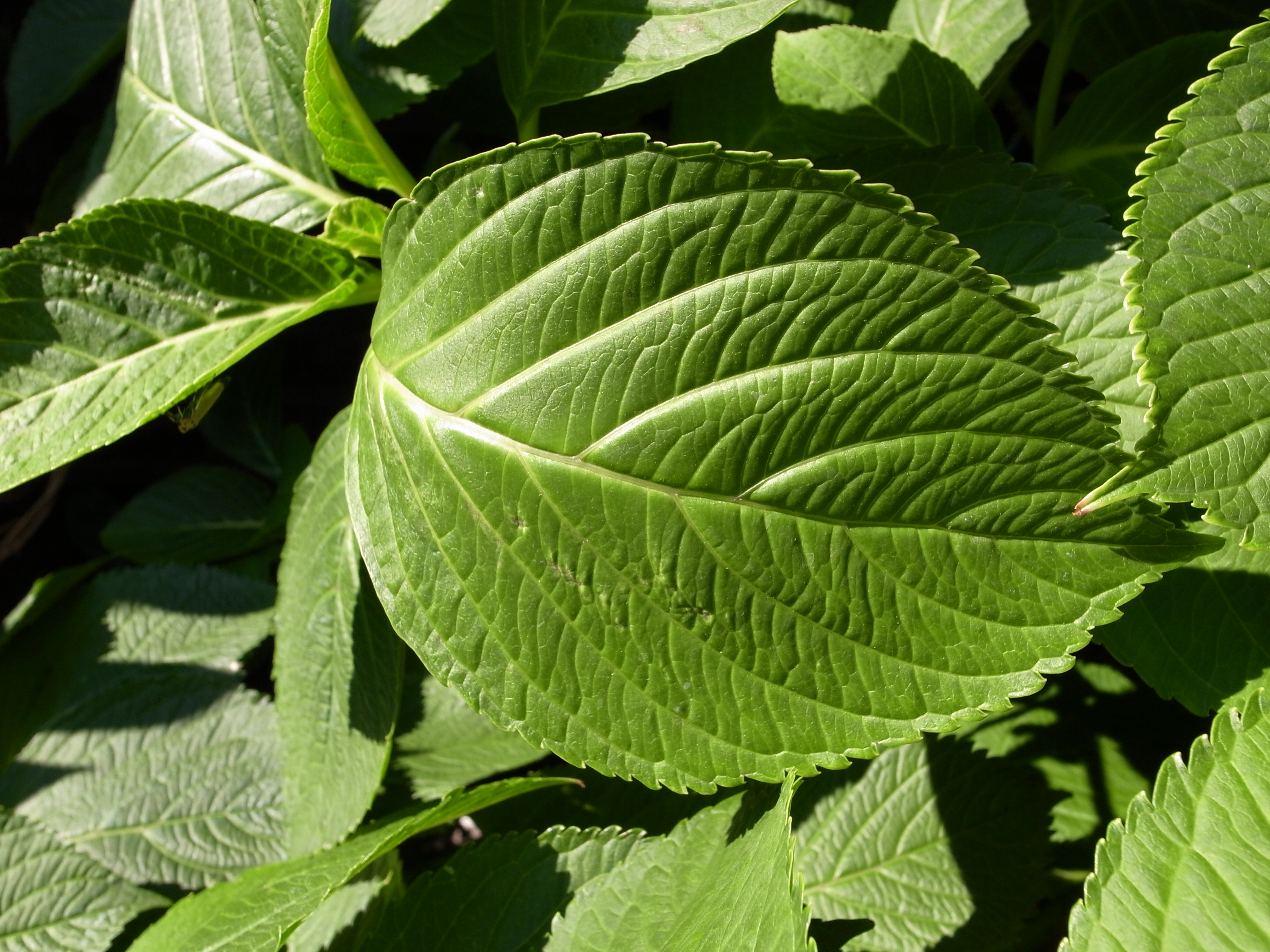 <b>GR DIGITAL III / 約3.6MB / 2,736×3,648 / 1/500秒 / F4.5 / -0.3EV / ISO100 / WB:オート / 6mm</b>