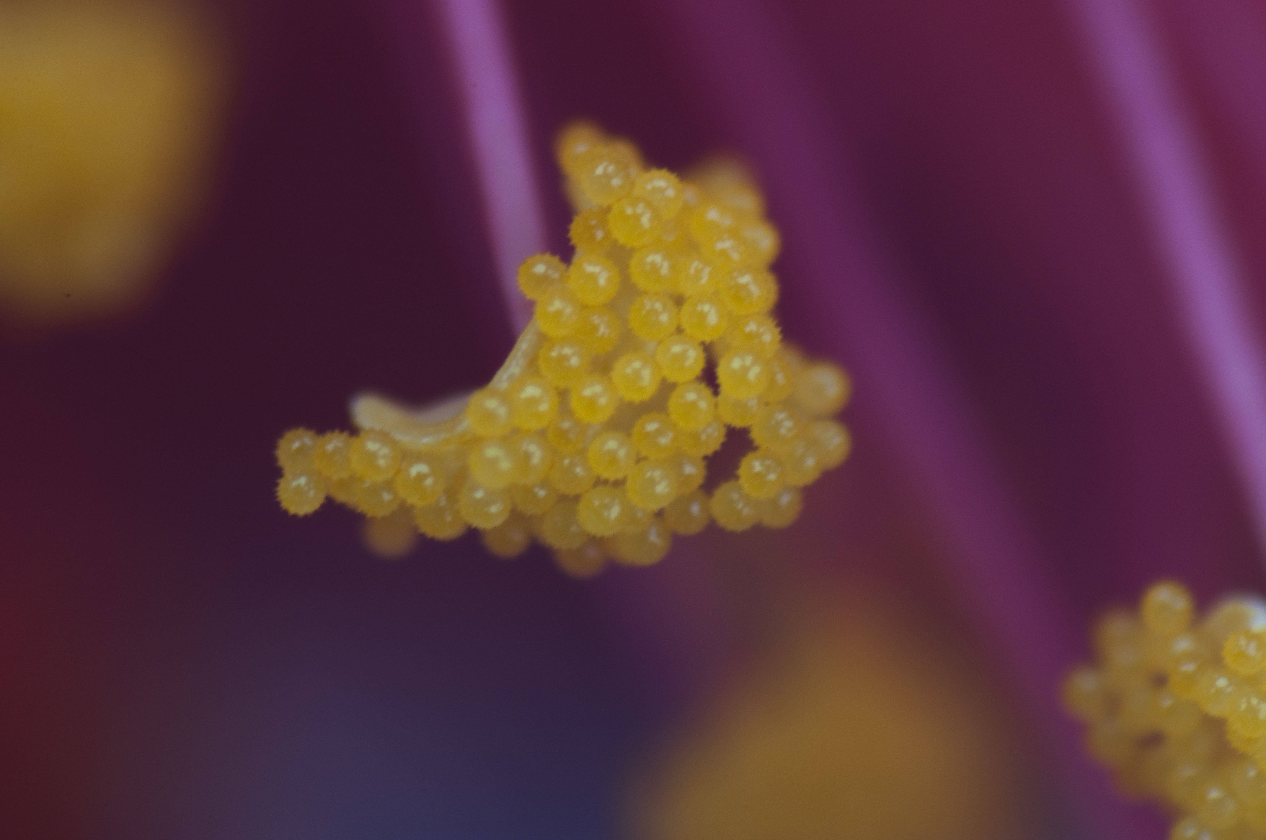 <b>ハイビスカス（左）の花粉（右）。中間リング2つで撮影。花粉には細かい突起物があるのにビックリ</b>