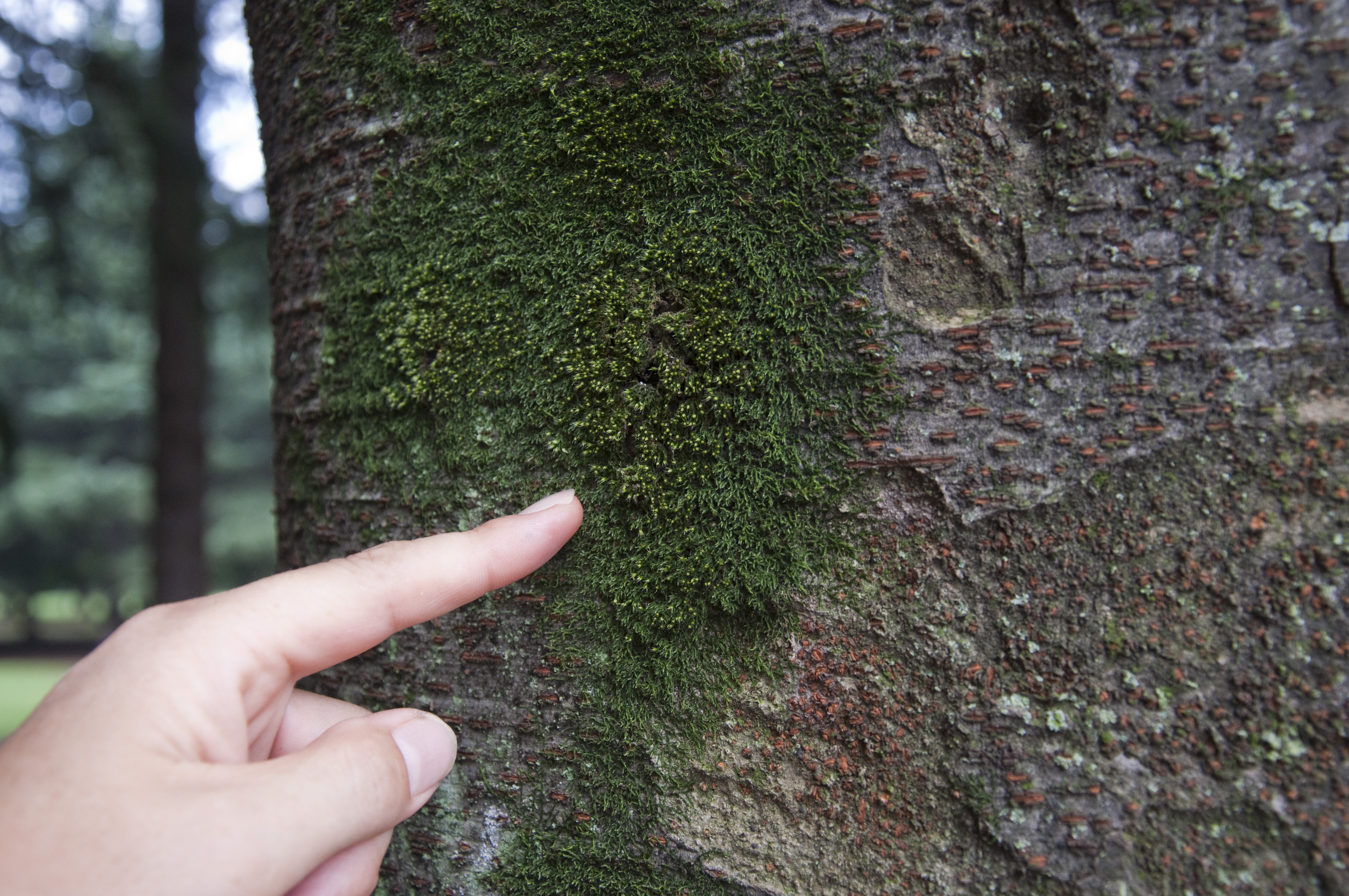 <b>木の幹についたコケ（左）を斜めから中間リング1つで撮影（右）</b>