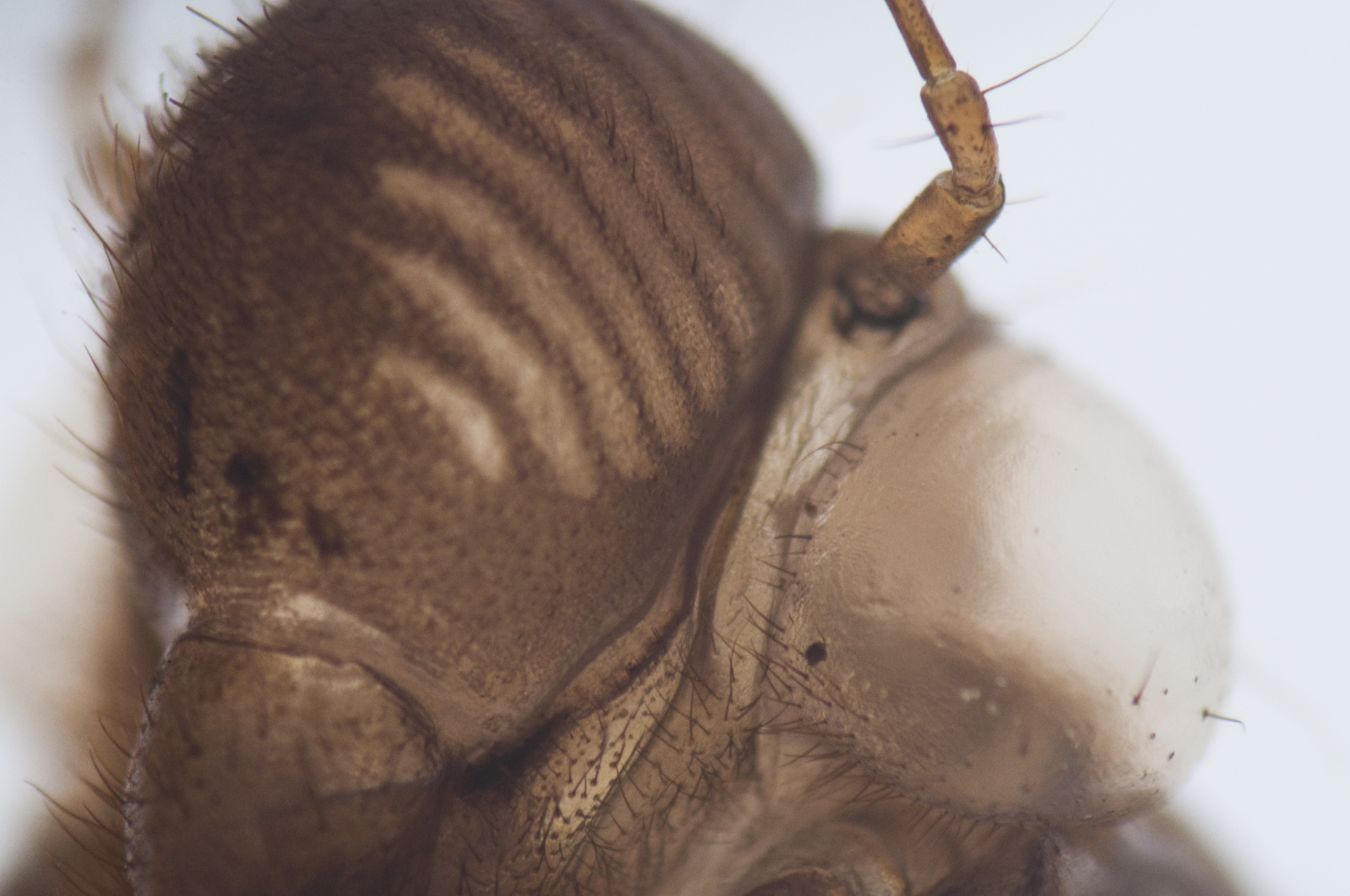 <b>小型のセミの抜け殻（左）。中間リングなしで顔の部分を撮影（右）</b>