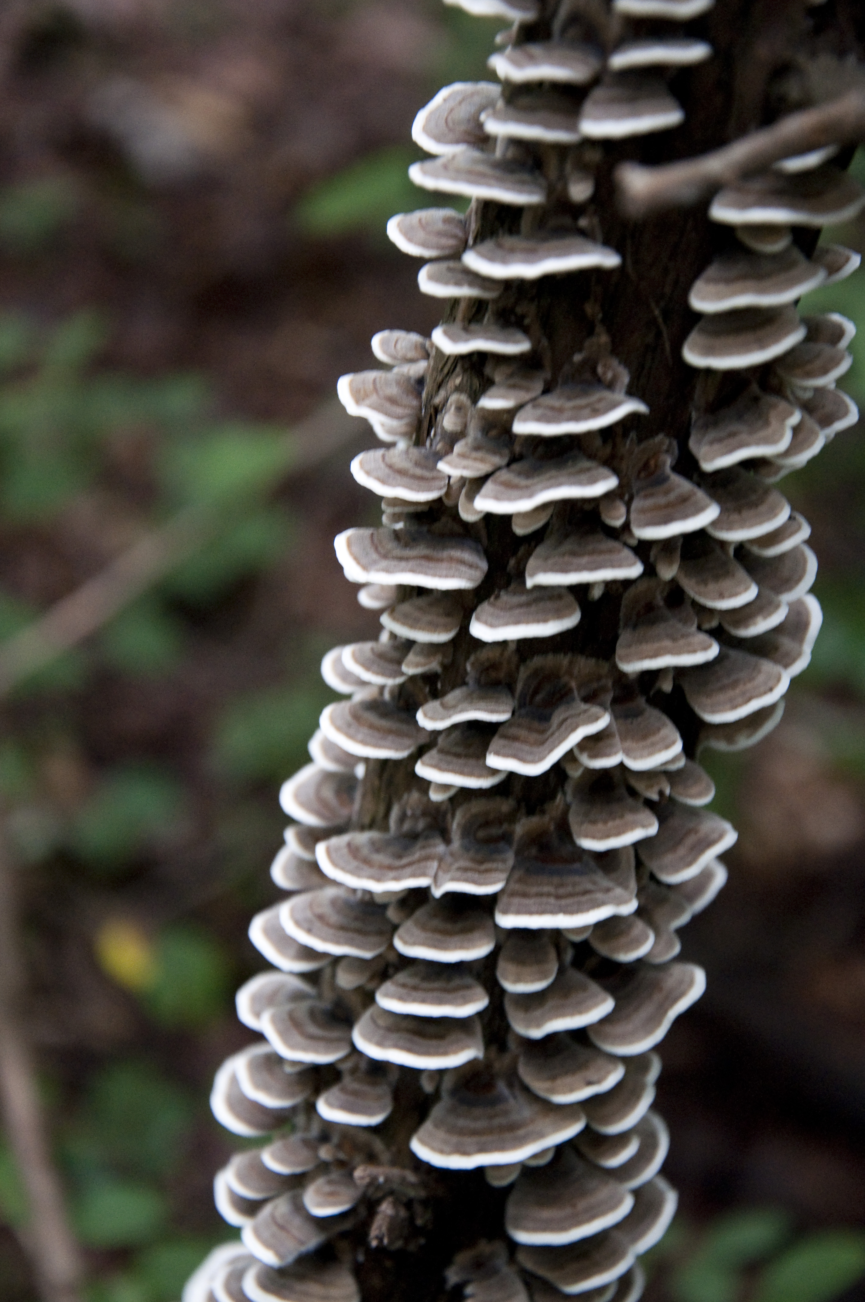 <b>キノコ（サルノコシカケの仲間、左）。中間リングなし（右）</b>