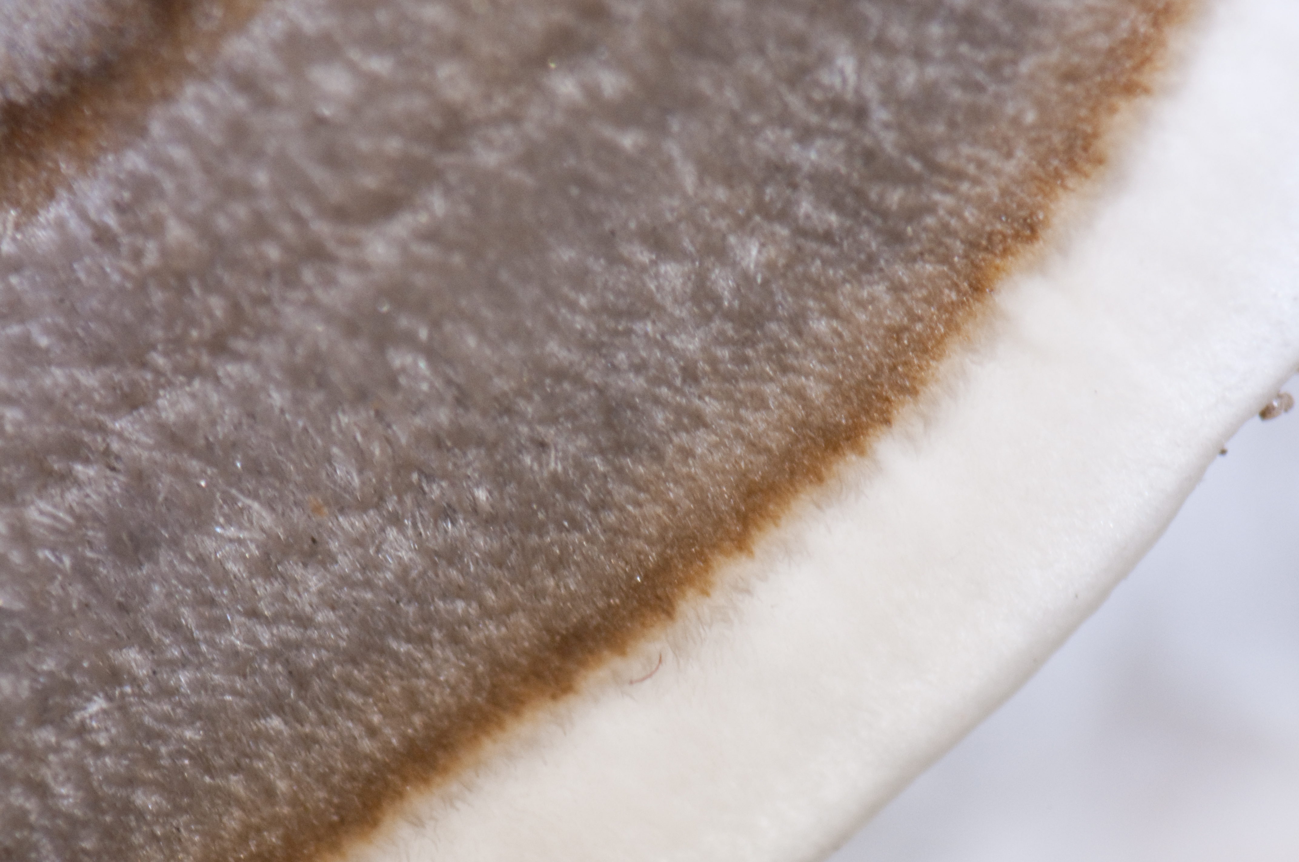 <b>キノコ（サルノコシカケの仲間、左）。中間リングなし（右）</b>