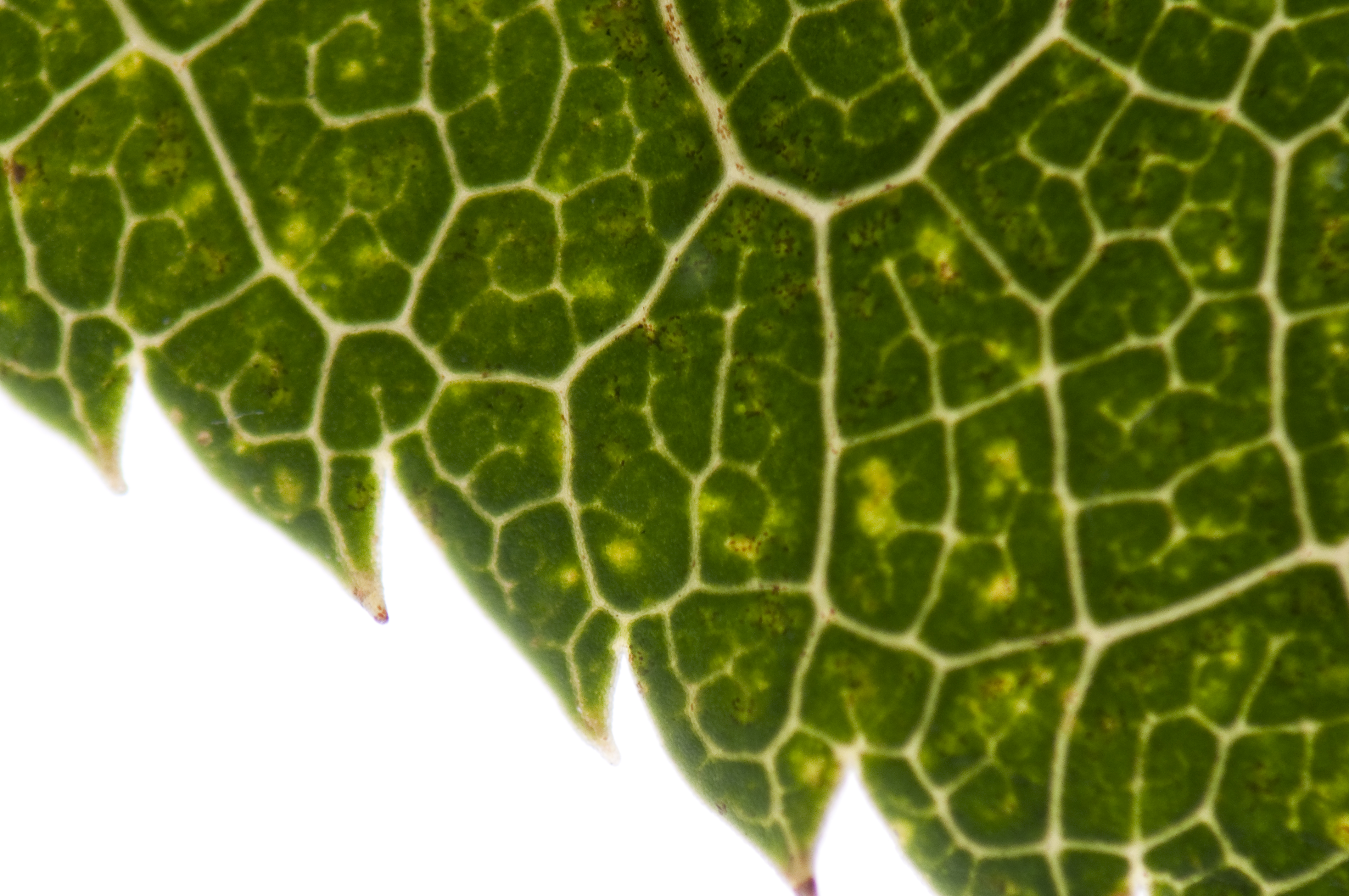 <b>カエデの葉</b>